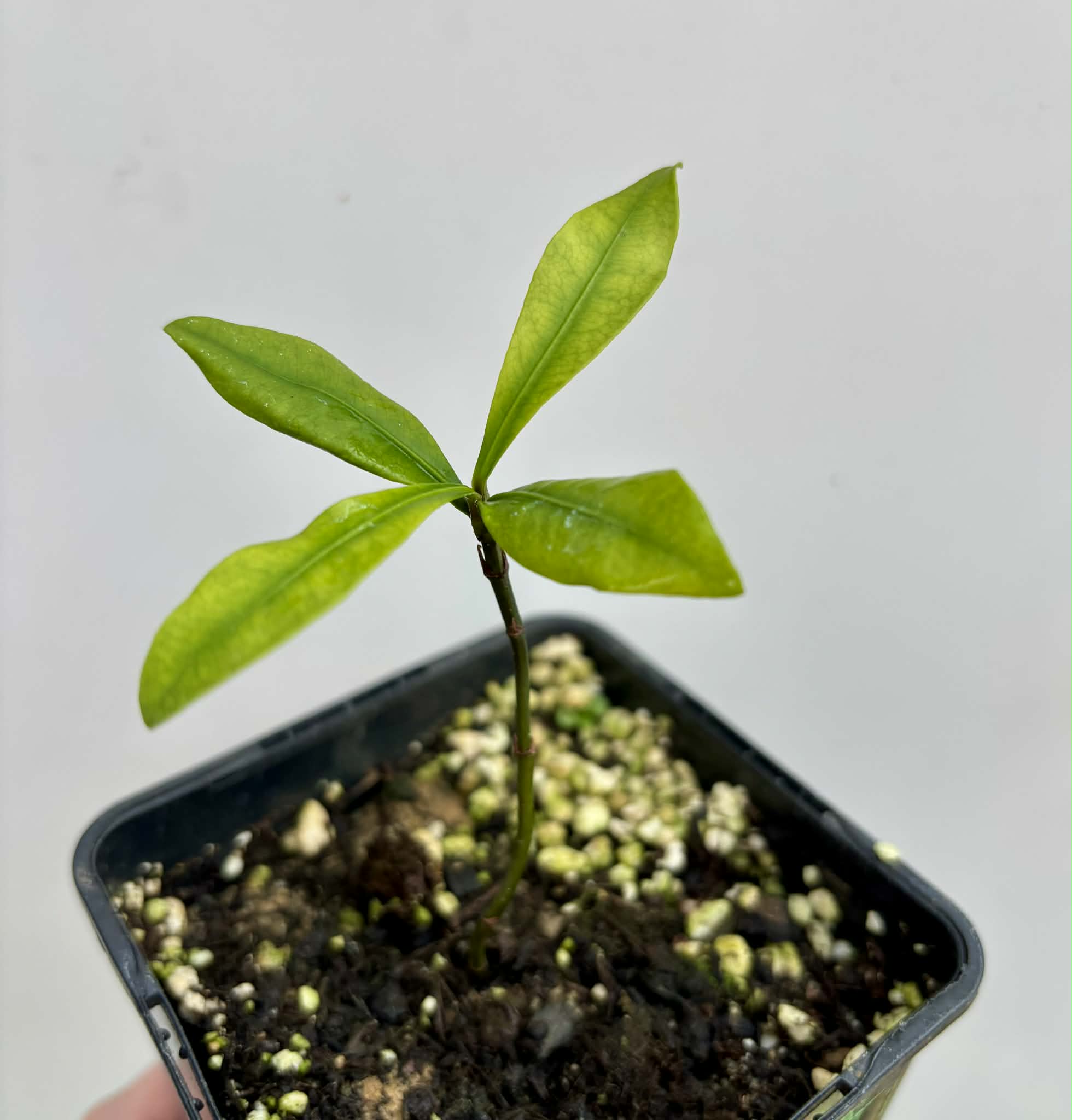 Lemon Drop Mangosteen (Garcinia intermedia) - 1 potted plant / 1 getopfte Pflanze