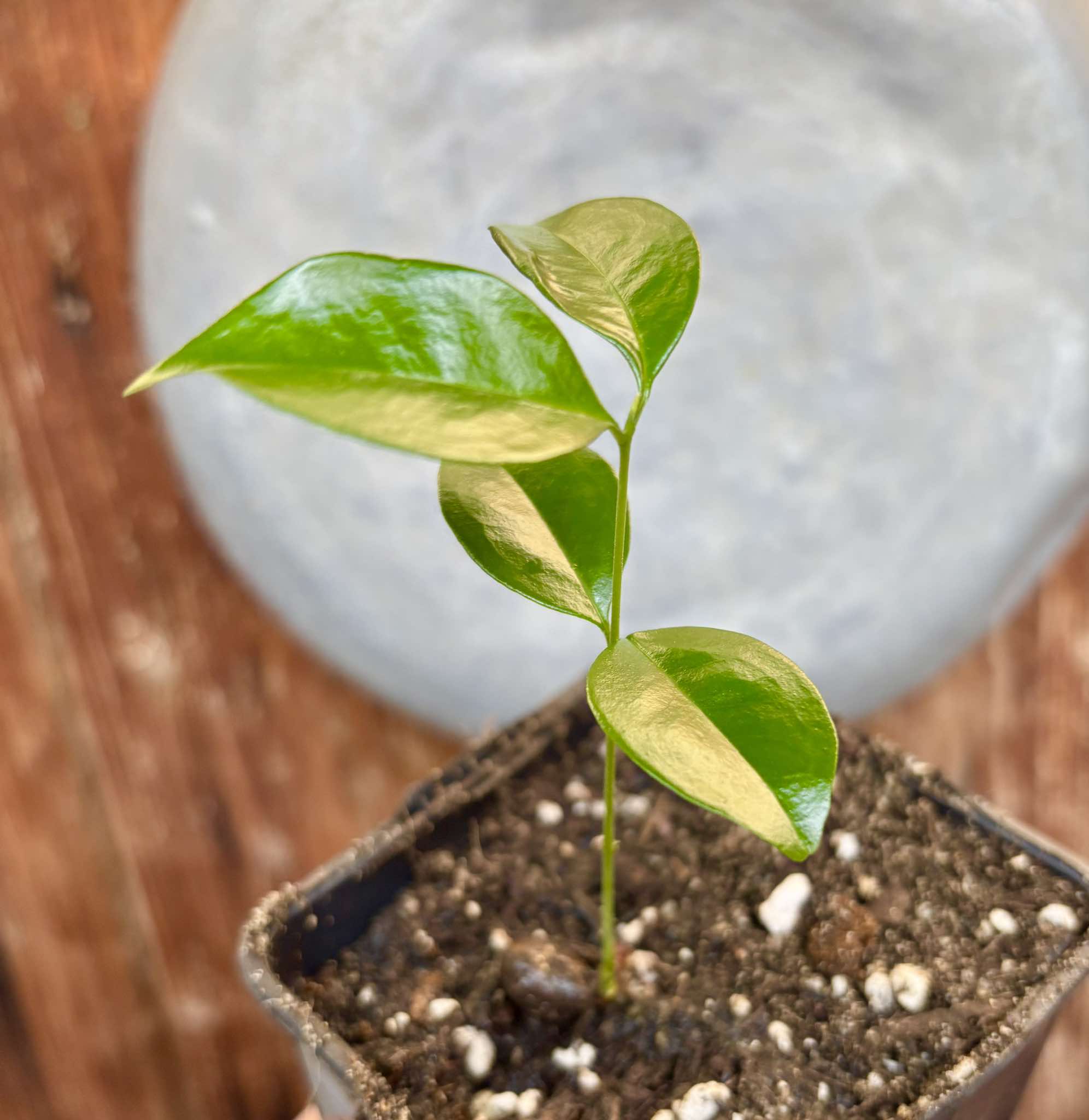 Eugenia arvensis - 1 small potted seedling / 1 kleiner, getopfter Sämling