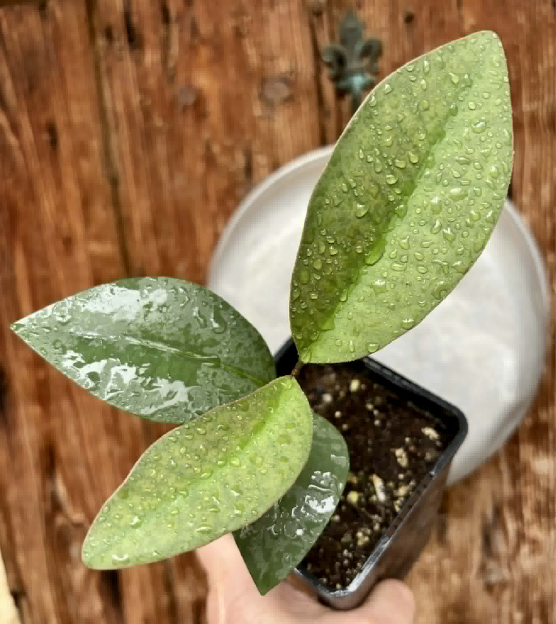 Eugenia sp Unana -  1 potted seedling / 1 getopfter Sämling