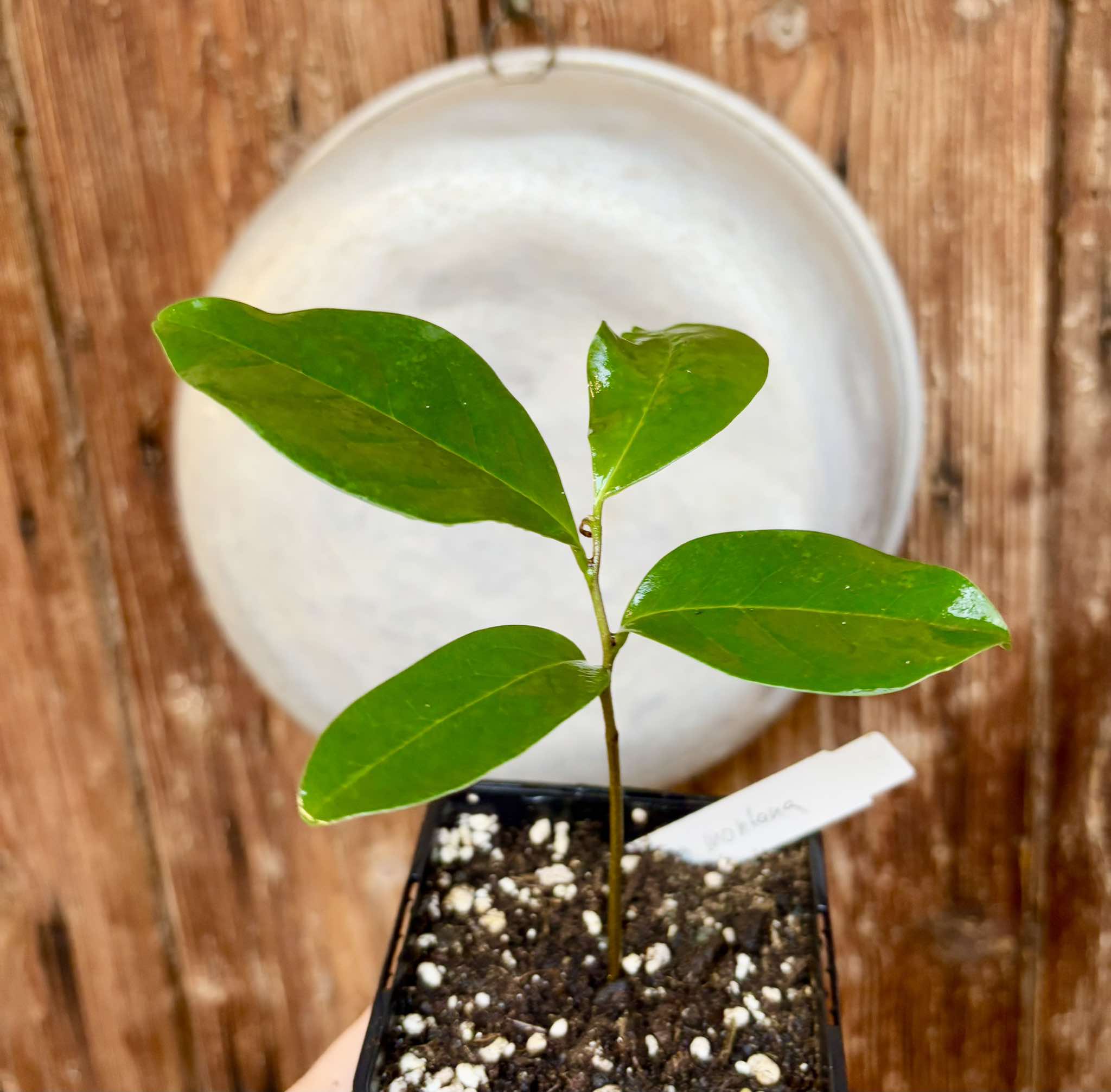 Annona montana - Mountain Soursop - 1 potted plant / 1 getopfte Pflanze