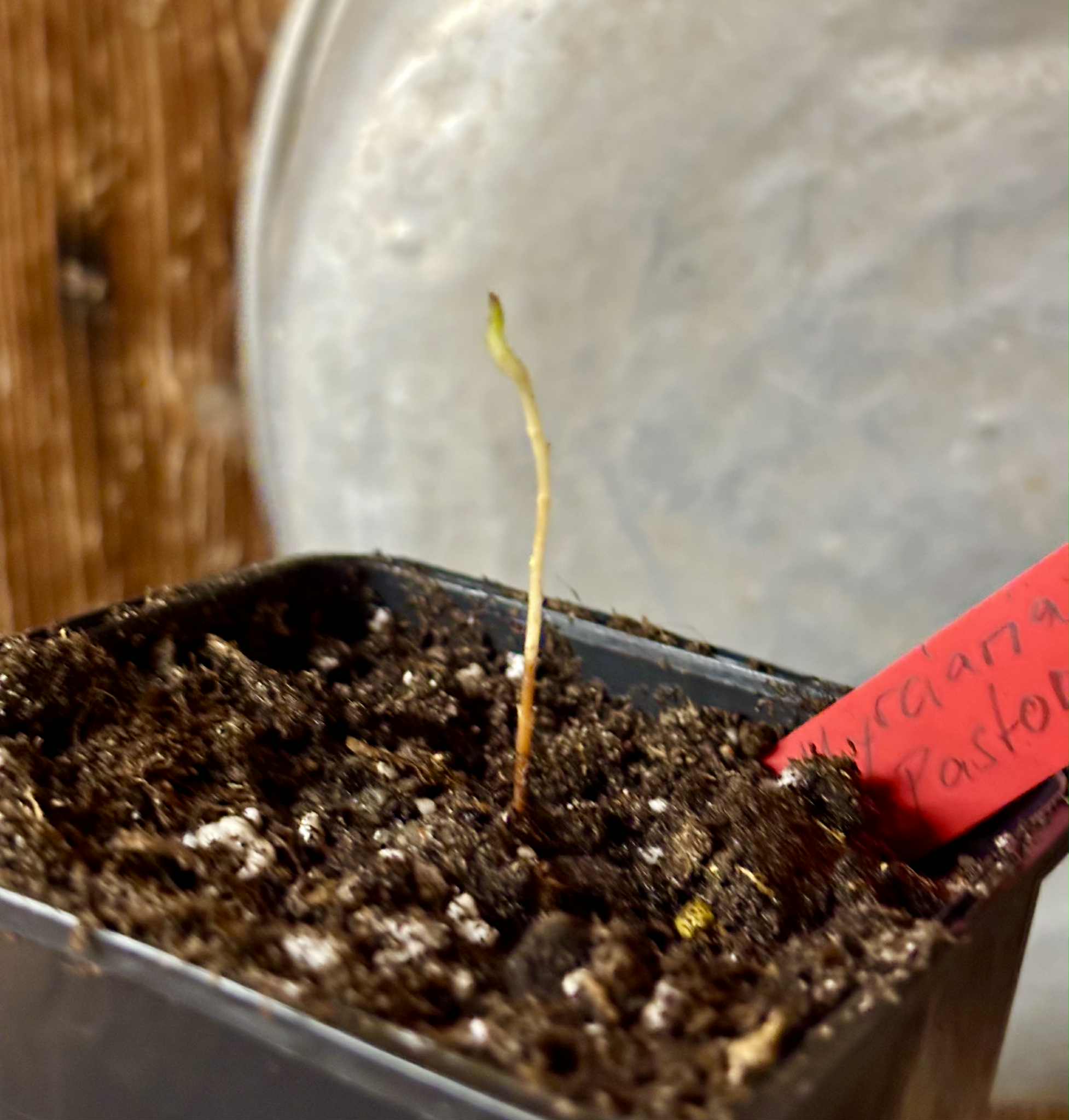 Myrciaria sp Pastora - 1 potted seedling / 1 getopfter Sämling