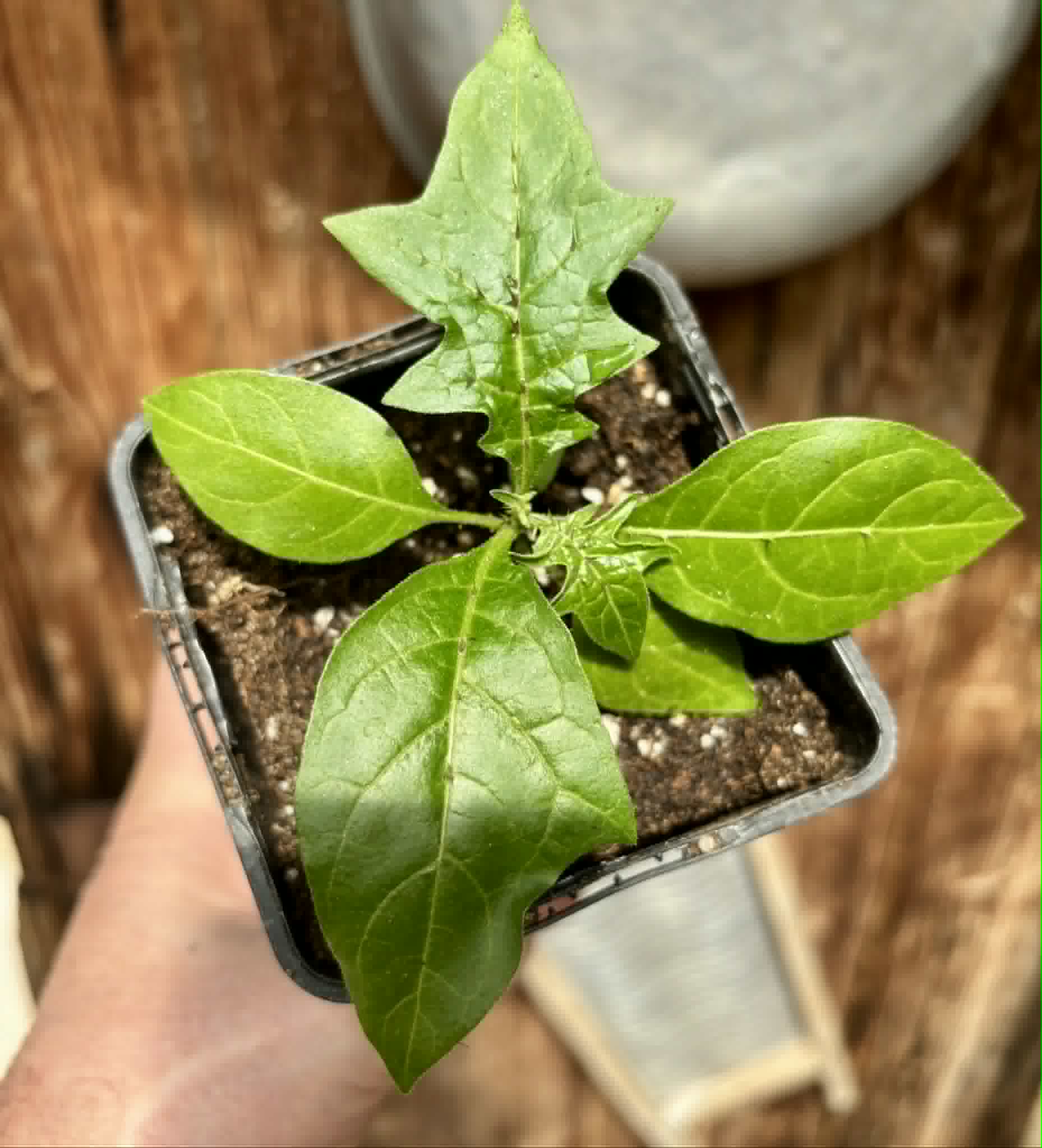 Juá do Jequitinhonha (Solanum schizandrum) - 1 potted seedling / 1 getopfter Sämling