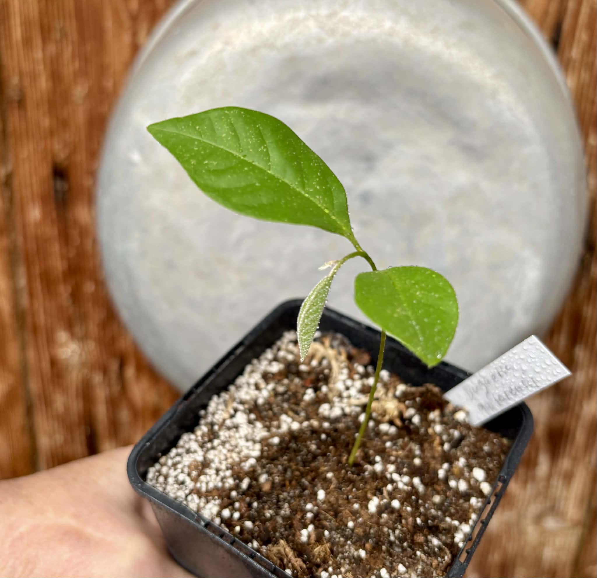 Duguetia cf quitarensis - 1 potted seedling / 1 getopfter Sämling