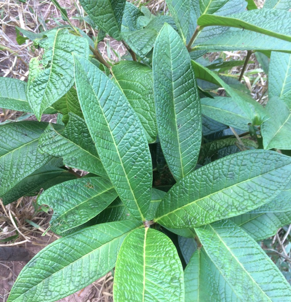 Eugenia umbrosa -  1 fresh seed / 1 frischer Samen