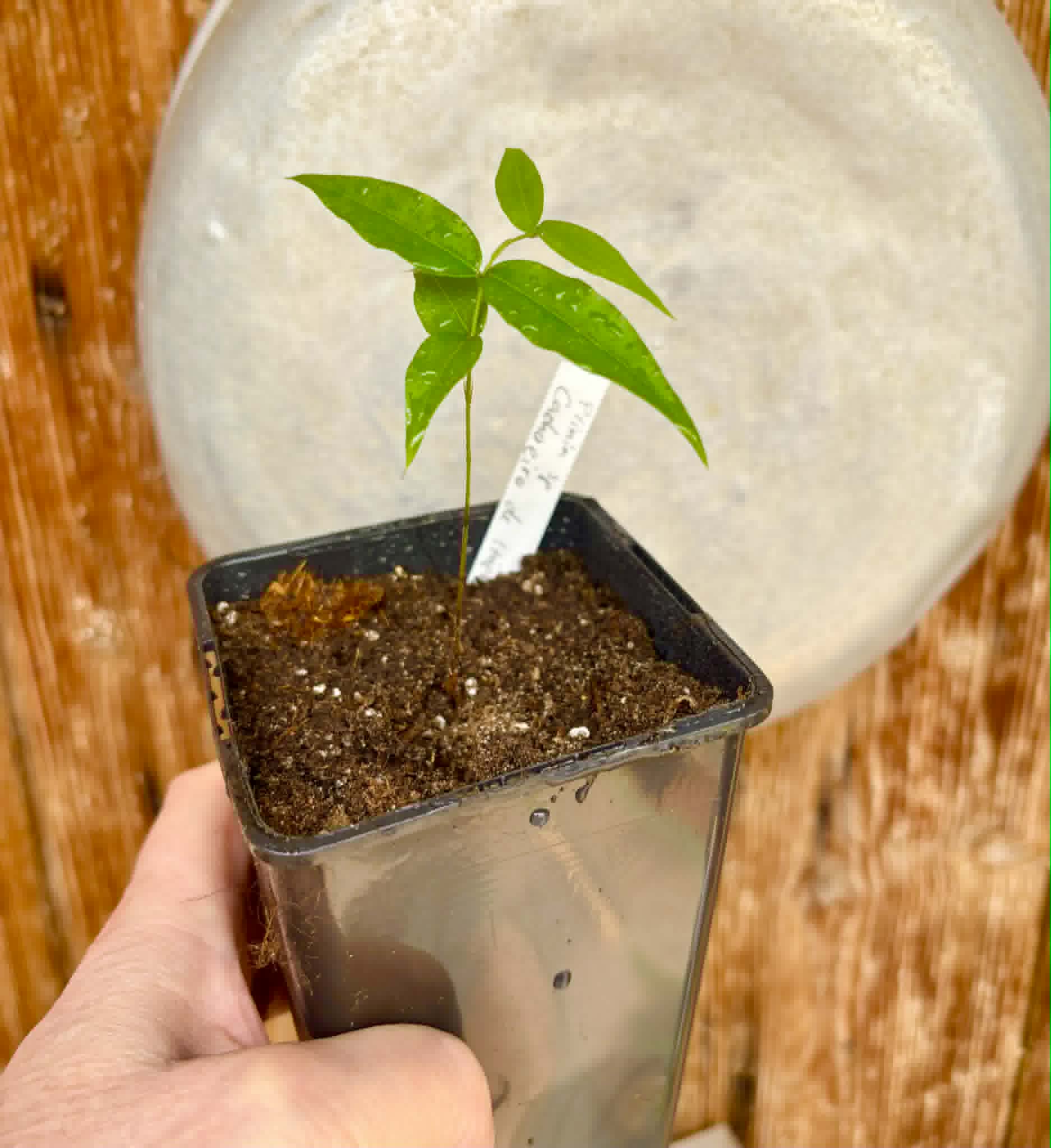 Plinia sp. Cachoeiro de Itapemirim - 1 potted seedling / 1 getopfter Sämling