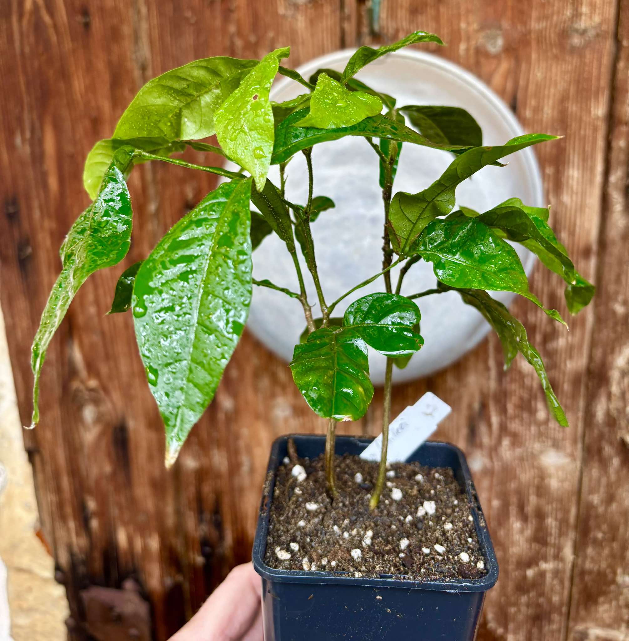 Inga feuilleei - Pacay Ice Cream Bean Nr. 2 - 1 potted plant / 1 getopfte Pflanze Inga feuilleei - Pacay Ice Cream Bean Nr. 2 - 1 potted plant / 1 getopfte Pflanze