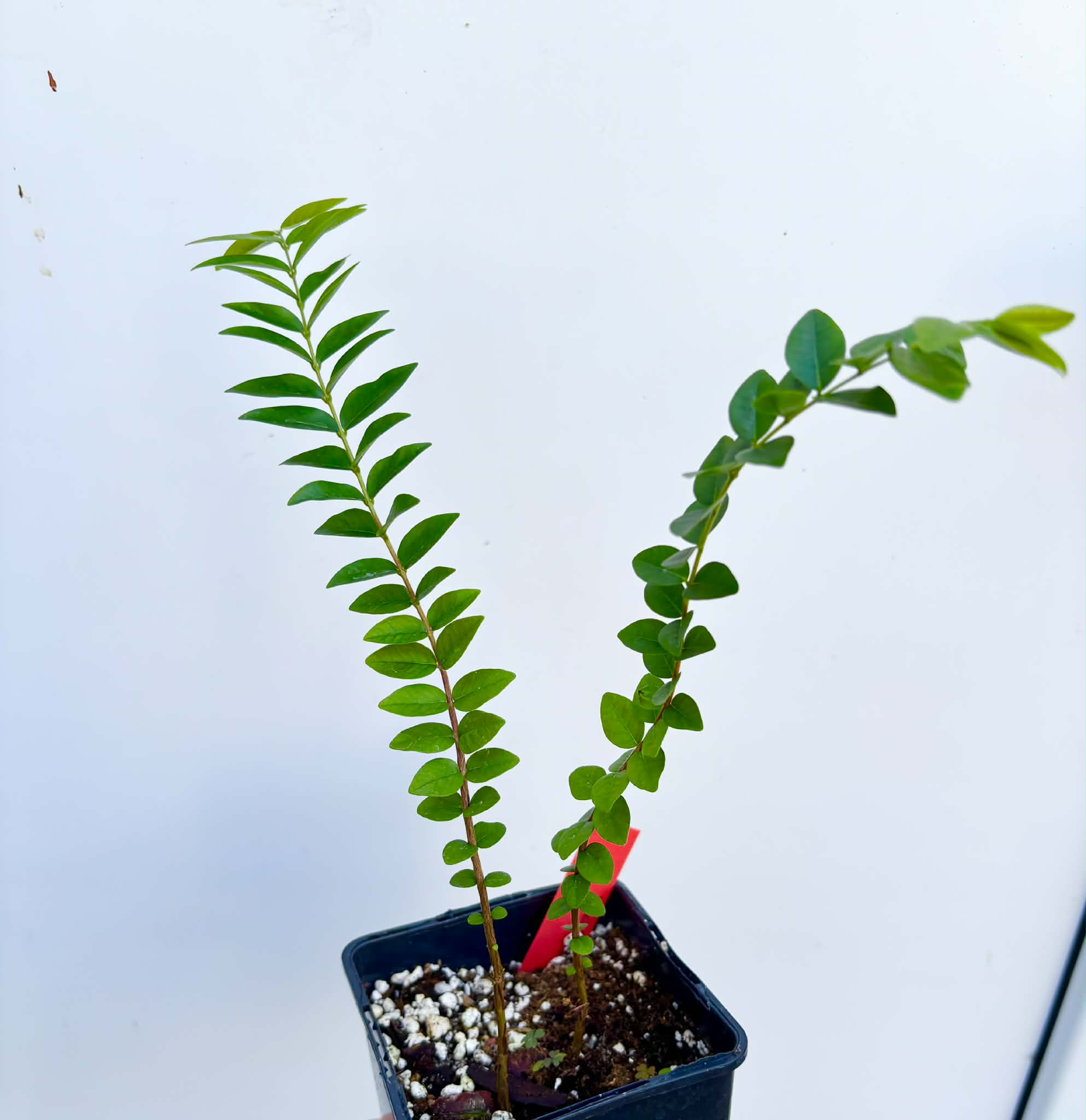 2 in 1 pot - Myrciaria sp Pastora - 2 seedlings in one pot / 2 Sämlinge in einem Topf