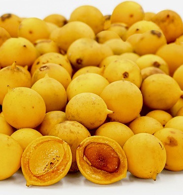 Leche-Miel Fruit (Lacmellea edulis) - 1 potted plant / 1 getopfte Pflanze
