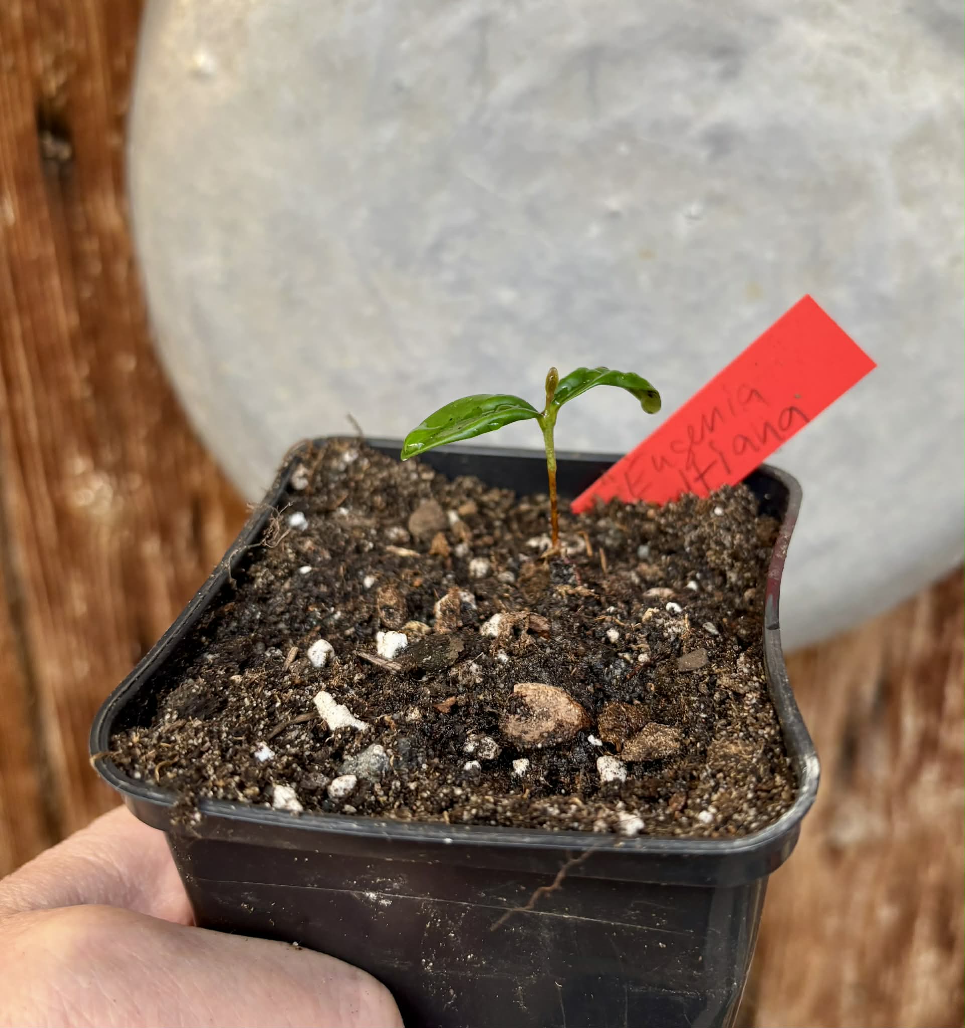 Eugenia reinwardtiana - Cedarbay Cherry -  1 potted seedling / 1 getopfter Sämling