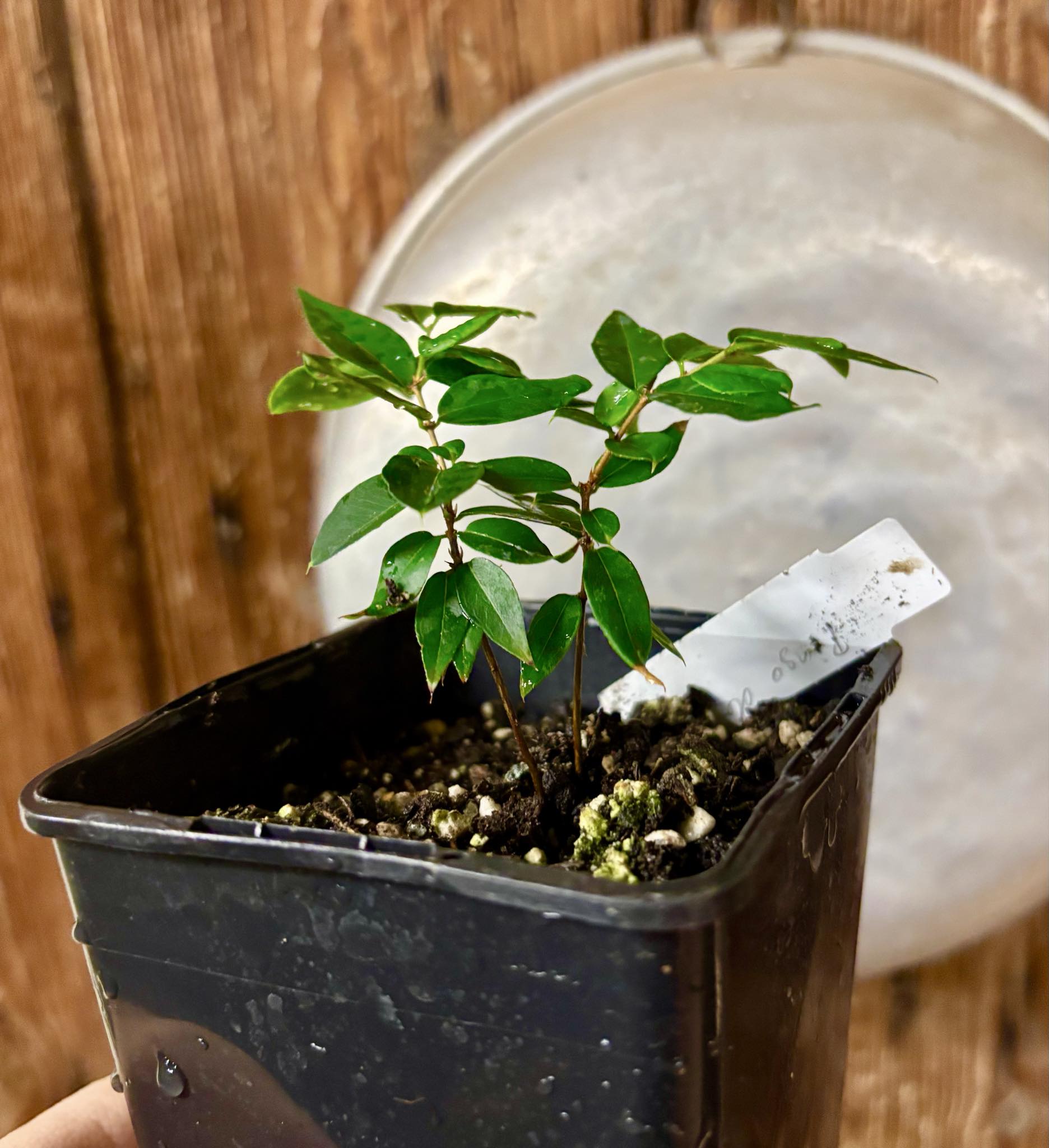 2 seedlings in 1 pot - Jaboticaba - Plinia sp Pingo de Mel (Vilela A3) -  1 potted seedling / 1  getopfter Sämling