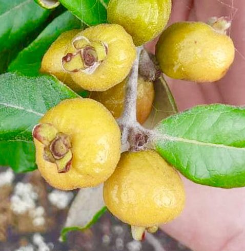 Eugenia sp Bahia Adilson - 1 small potted seedling / 1 kleiner, getopfter Sämling