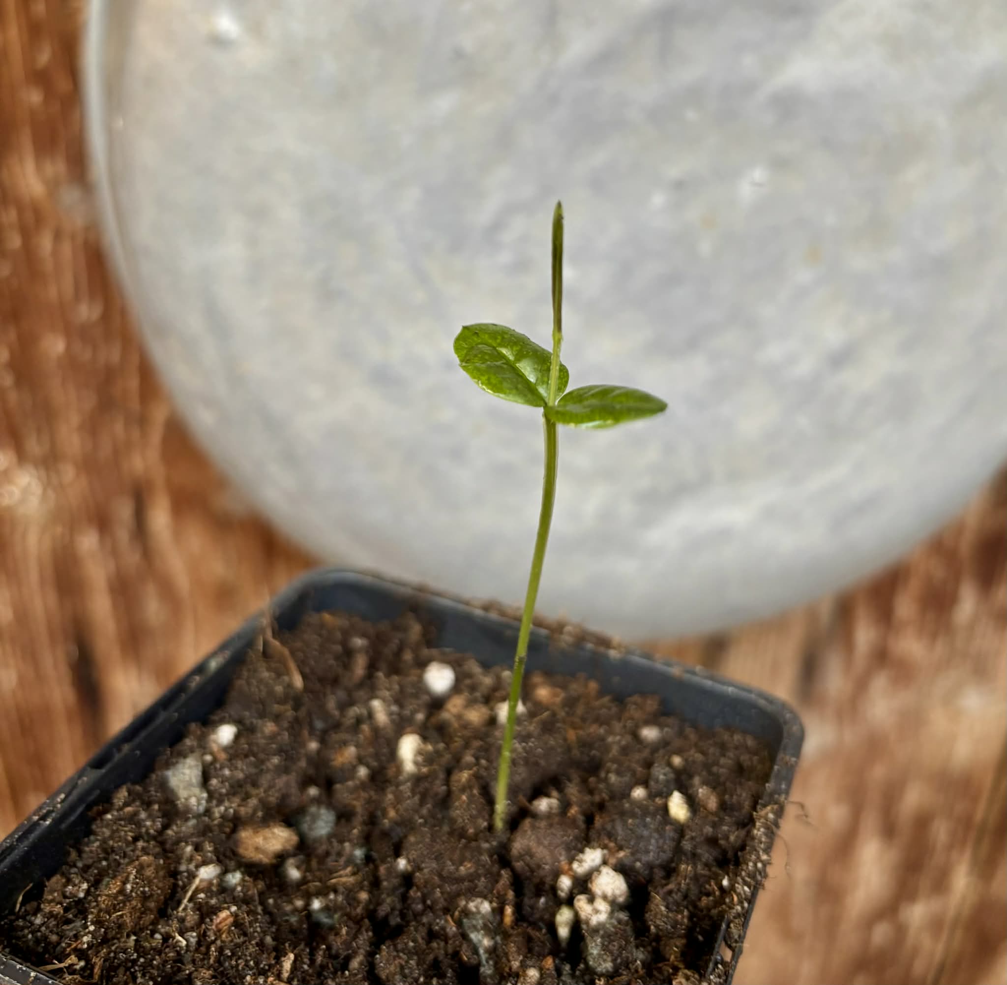 Mouriri sp Rondonia - 1 potted seedling / 1 getopfter Sämling