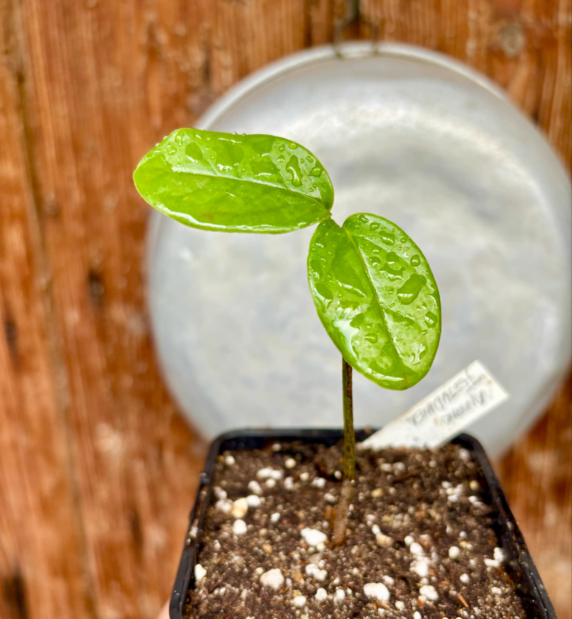Poshte (Annona scleroderma)  - 1 potted plant / 1 getopfte Pflanze