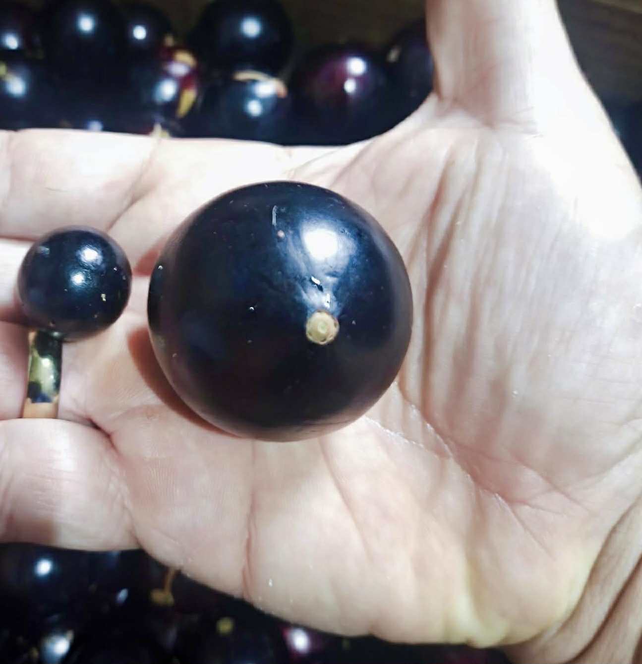 Plinia coronata var. Olho de Boi Seleção - 1 fresh seed / 1 frischer Samen