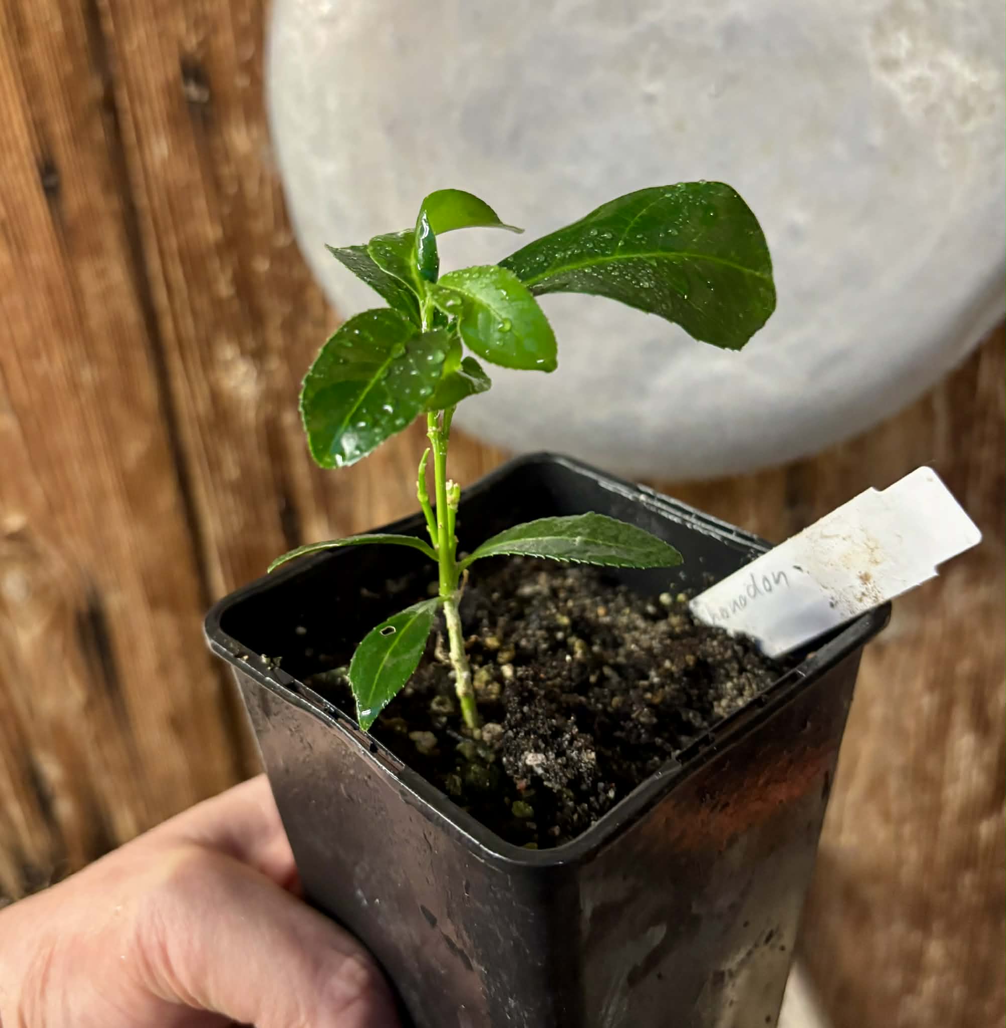 Siphonodon celastrineus  - 1 potted plant / 1 getopfte Pflanze