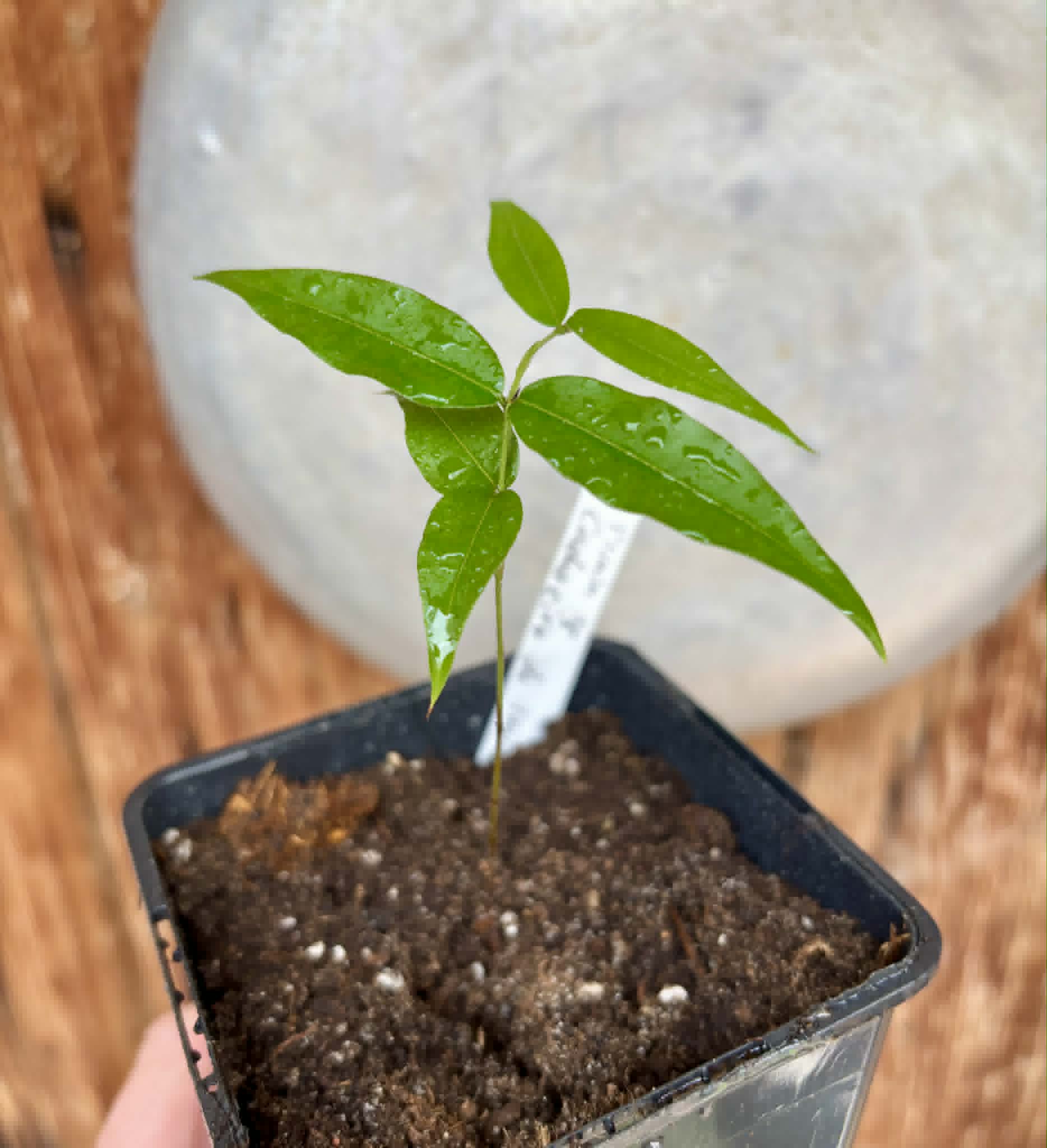 Plinia sp. Cachoeiro de Itapemirim - 1 potted seedling / 1 getopfter Sämling