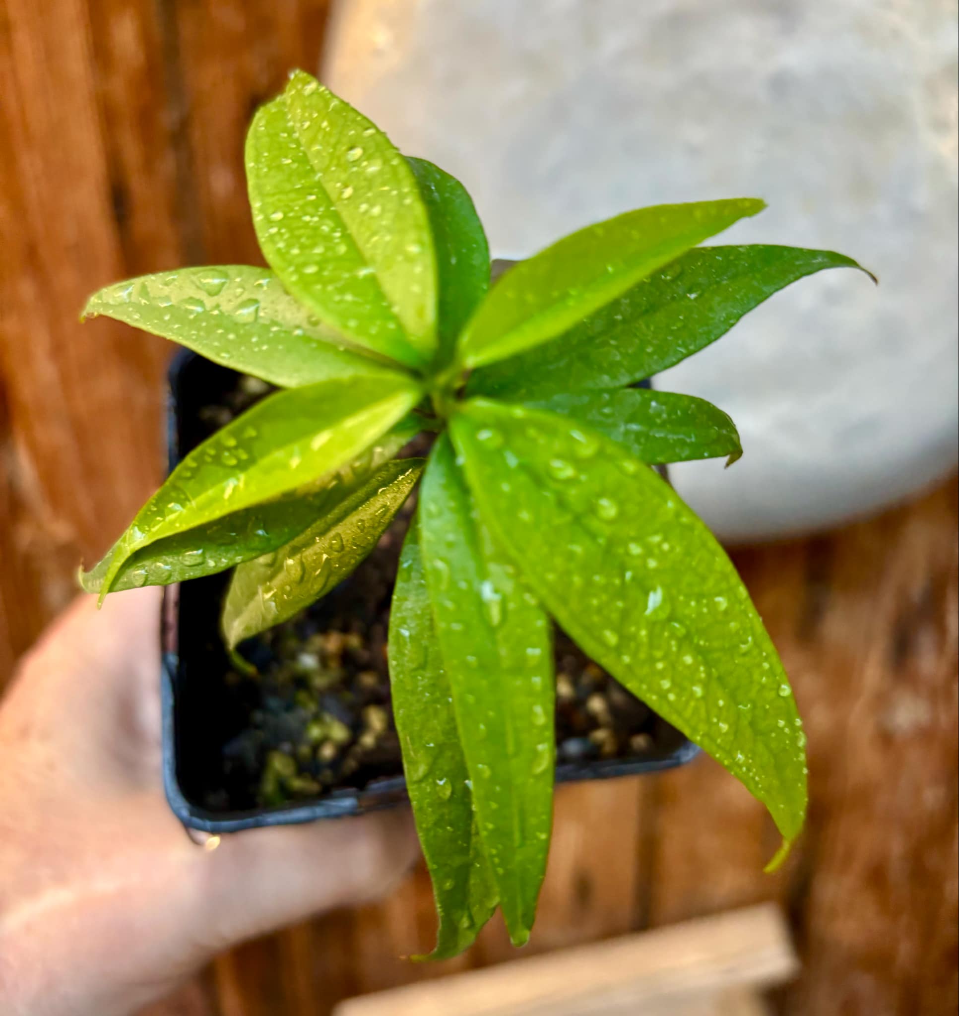 Eugenia bahiensis var. Sementes pintada  - 1 potted plant / 1 getopfte Pflanze