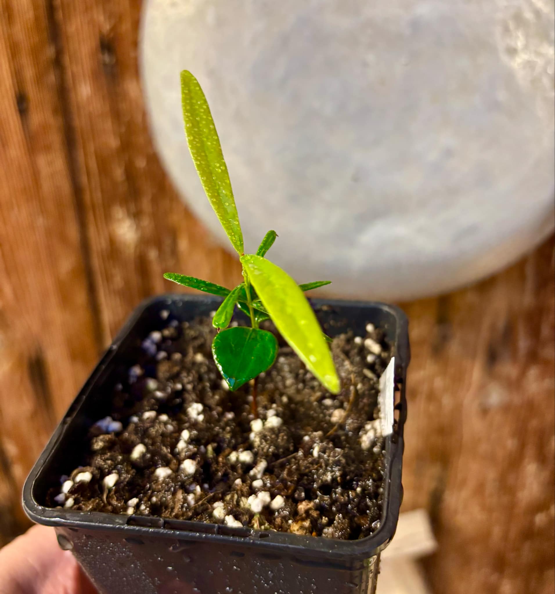 Myrcia luschnathiana -  1 small potted seedling / 1 kleiner, getopfter Sämling