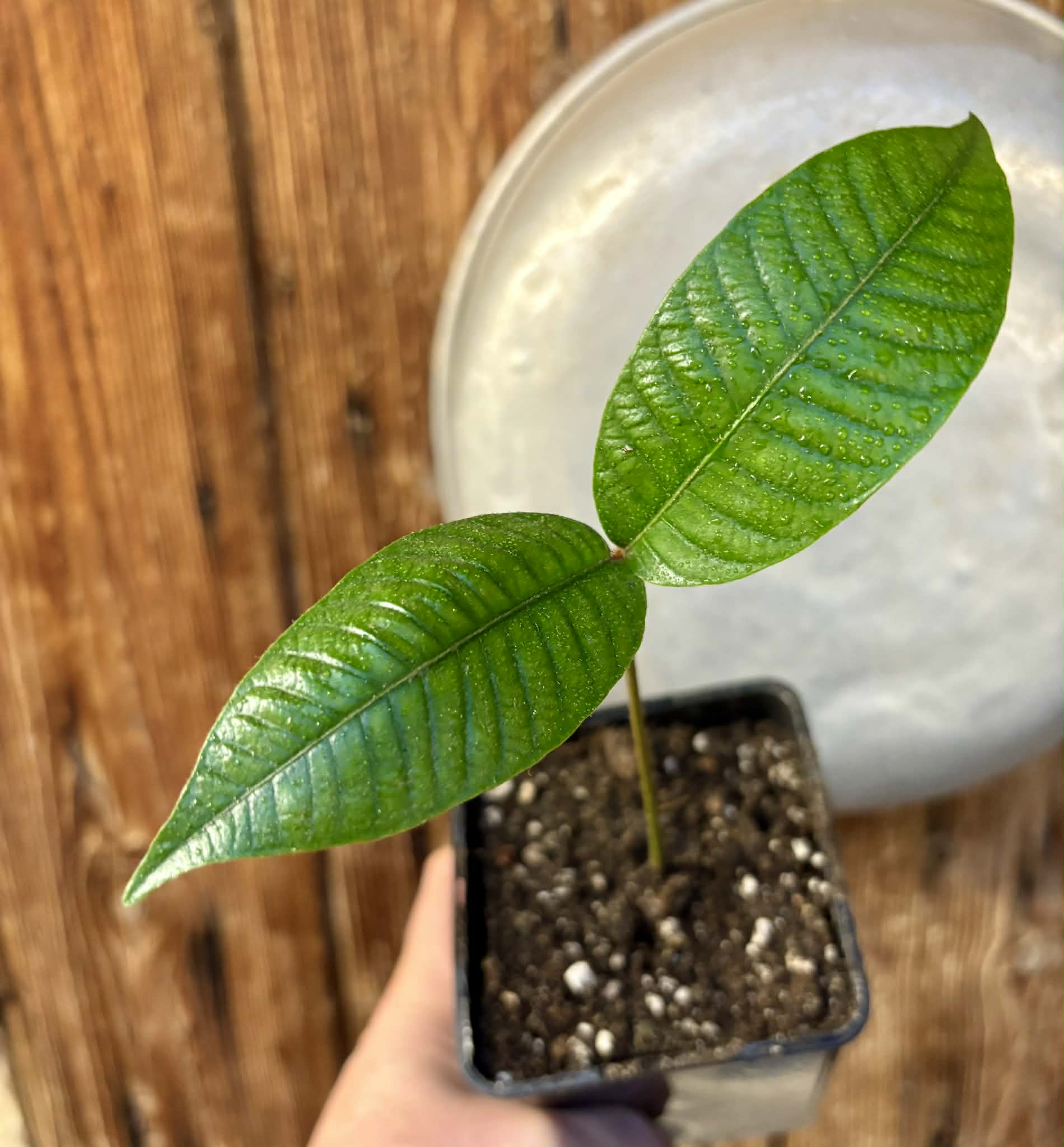 Ecclinusa sp Doce - 1 potted seedling / 1 getopfter Sämling