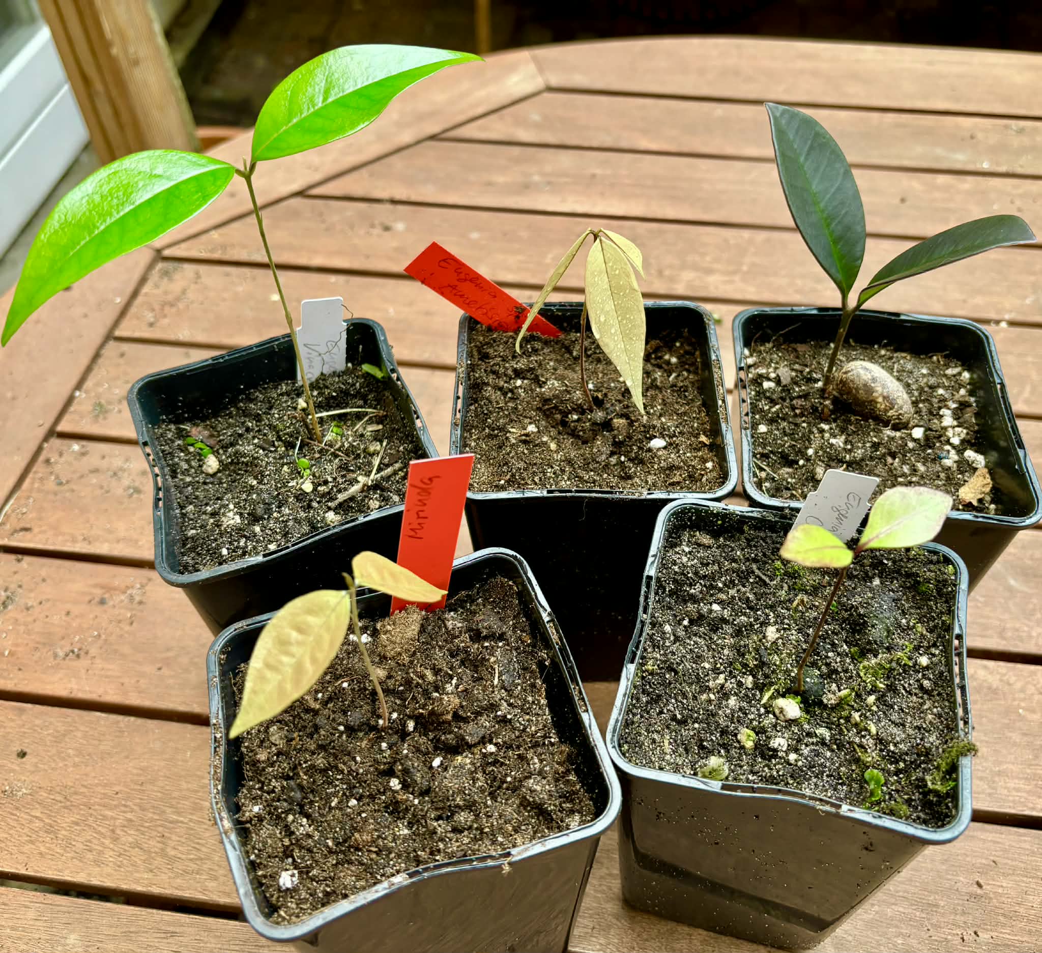 Collection of 5 new Eugenia -  5 different potted Eugenia / 5 verschiedene, getopfte Eugenia