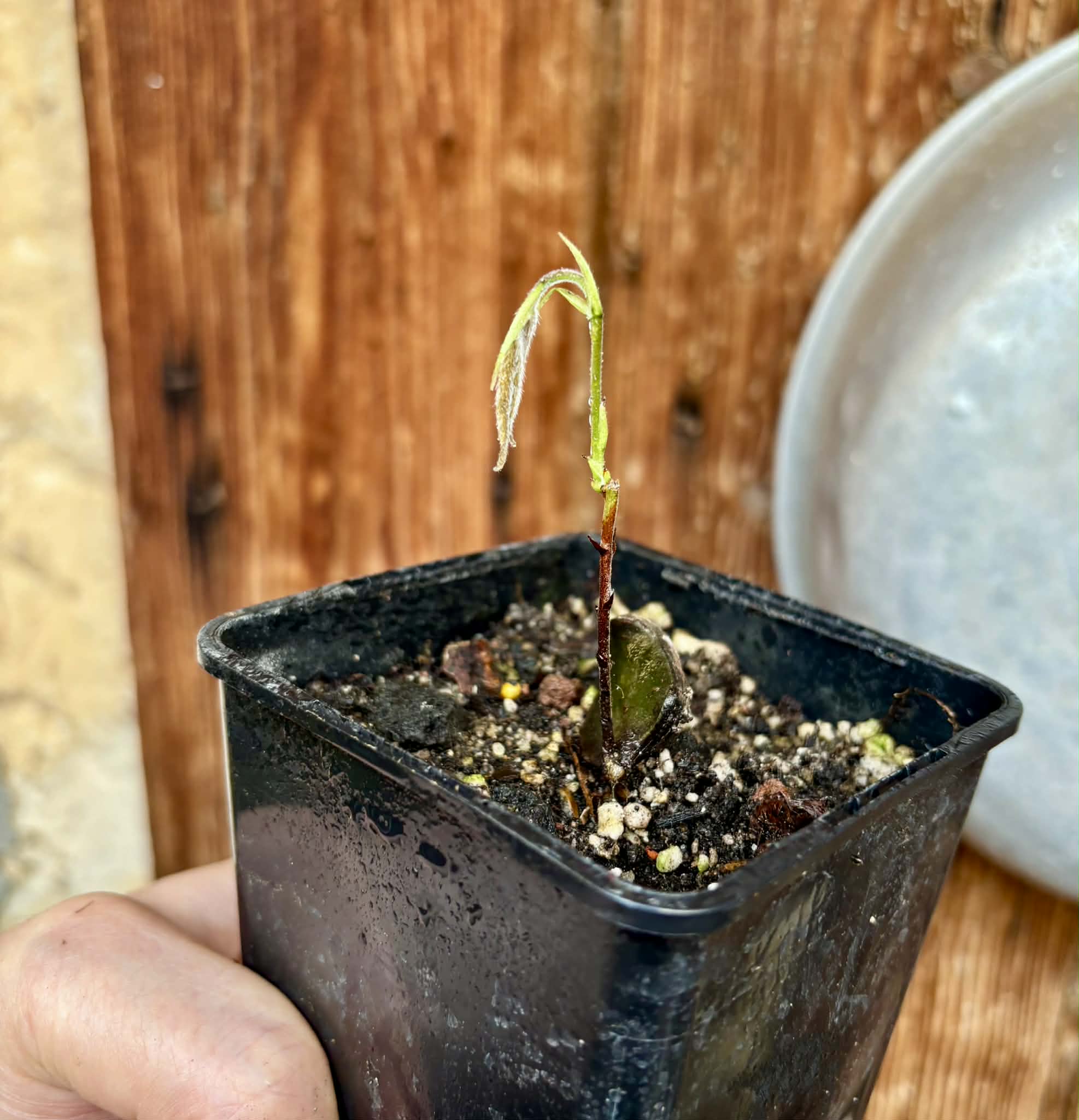 Cambuca (Plinia edulis) - 1 potted seedling / 1 getopfter Sämling