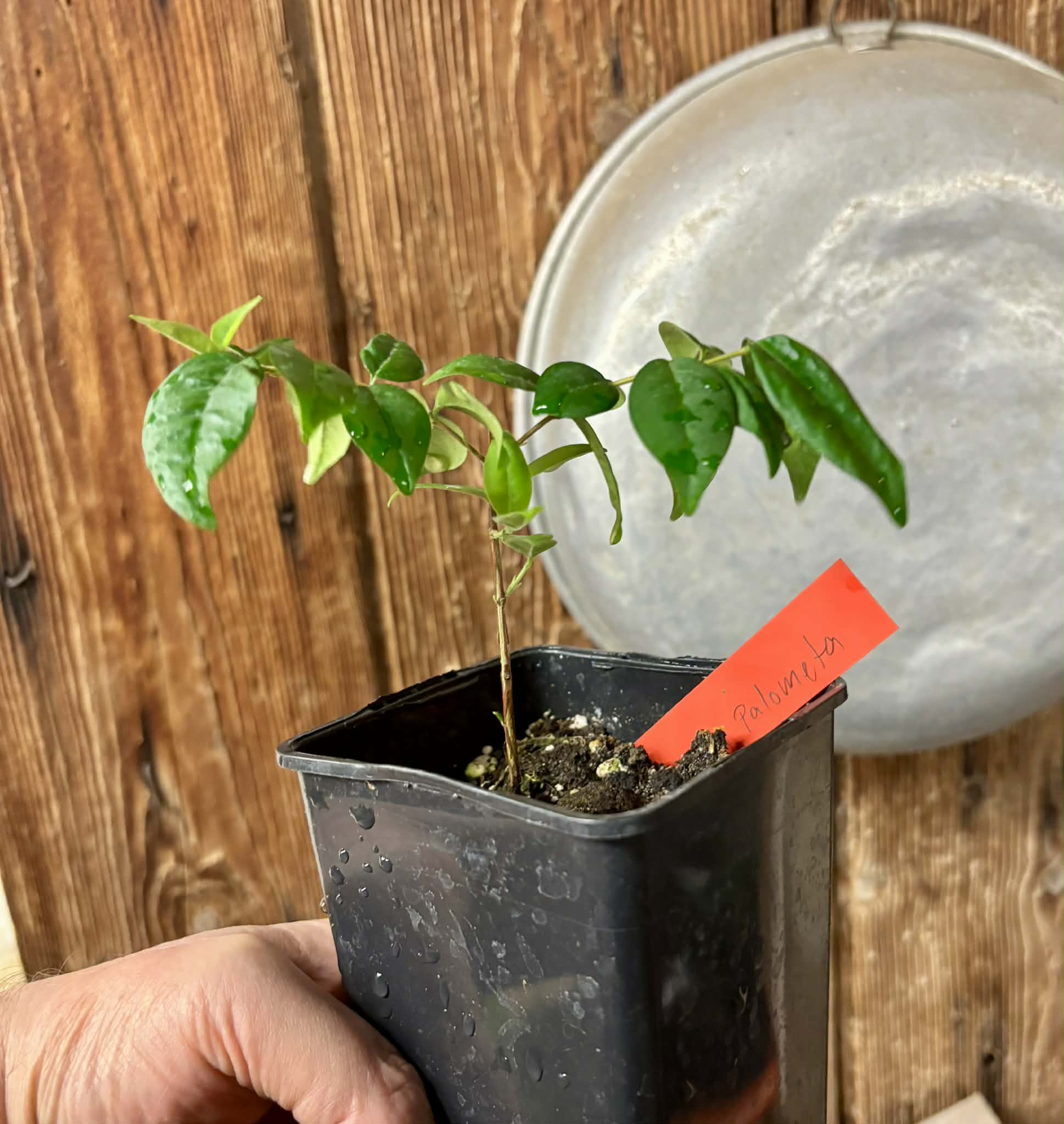 Eugenia sp Palometa - 1 potted seedling / 1 getopfter Sämling