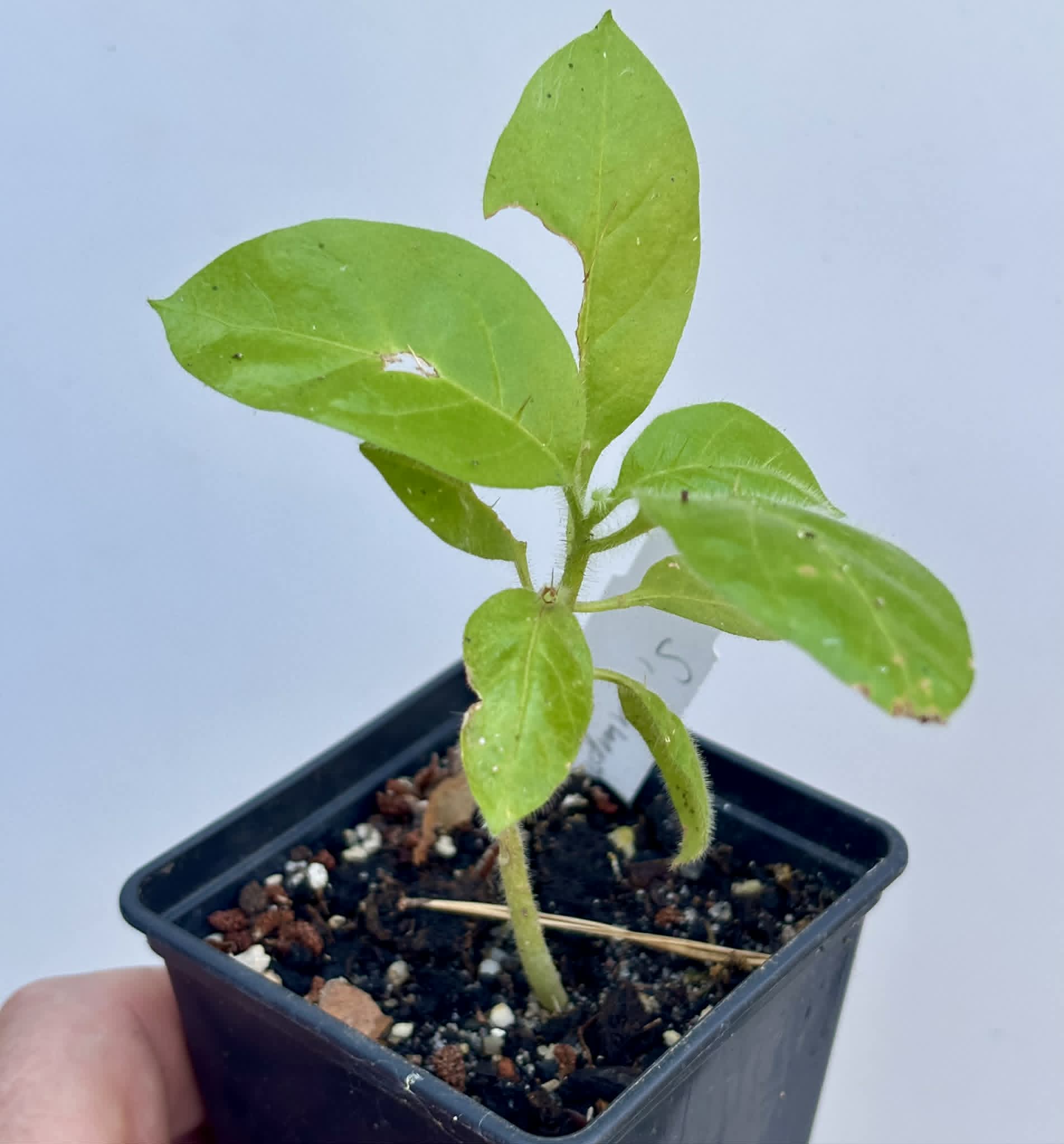 Solanum rumpincola - 1 potted seedling / 1 getopfter Sämling