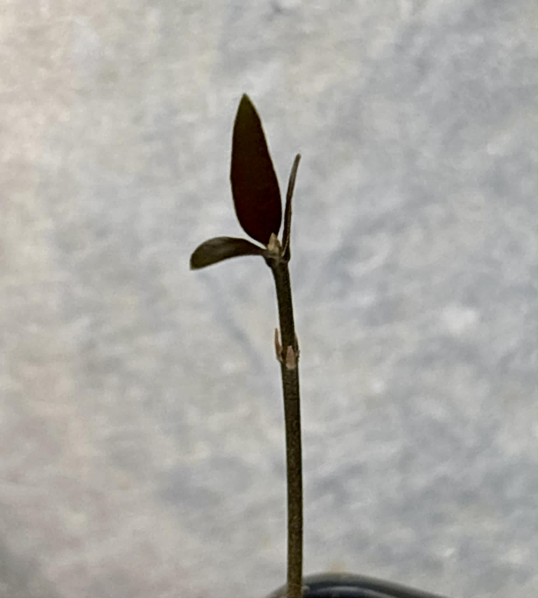 only 1 available - Eugenia sp Riachuelo -  1 potted seedling / 1 getopfter Sämling