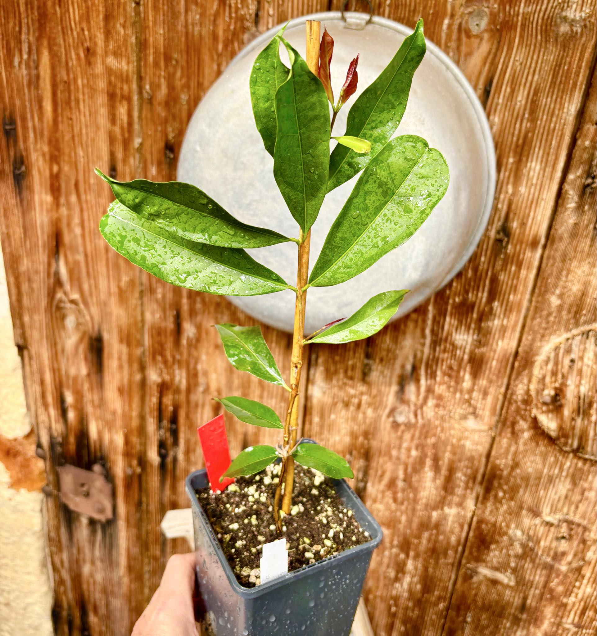 Eugenia florida - 1 potted plant / 1 getopfte Pflanze