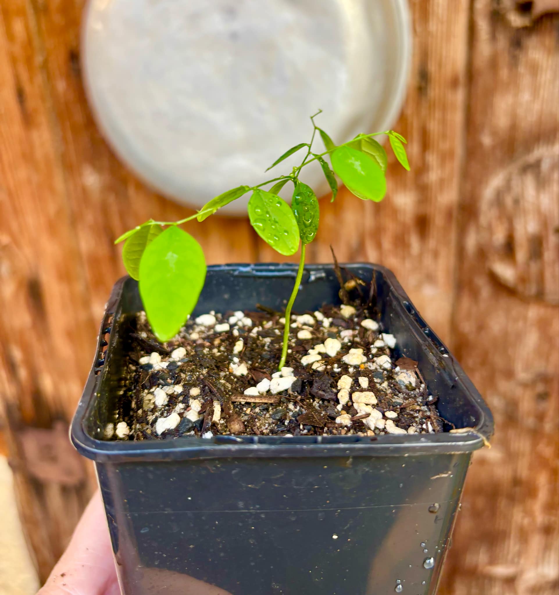 Katuk (Sauropus androgynus) -  1 small potted plant / 1 kleine, getopfte Pflanze