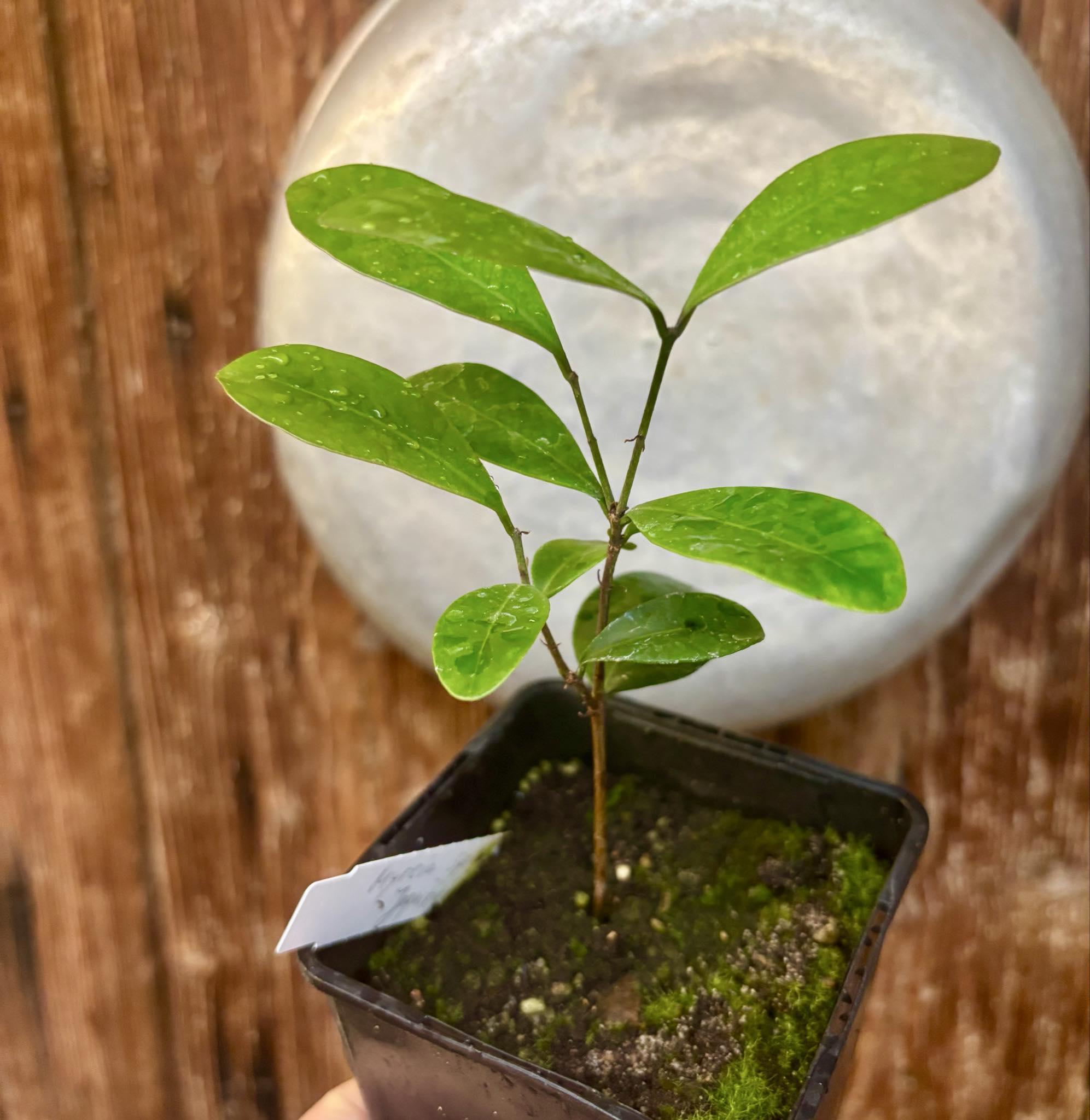 Myrcia sp Jequitinhonha - 1 potted seedling / 1 getopfter Sämling