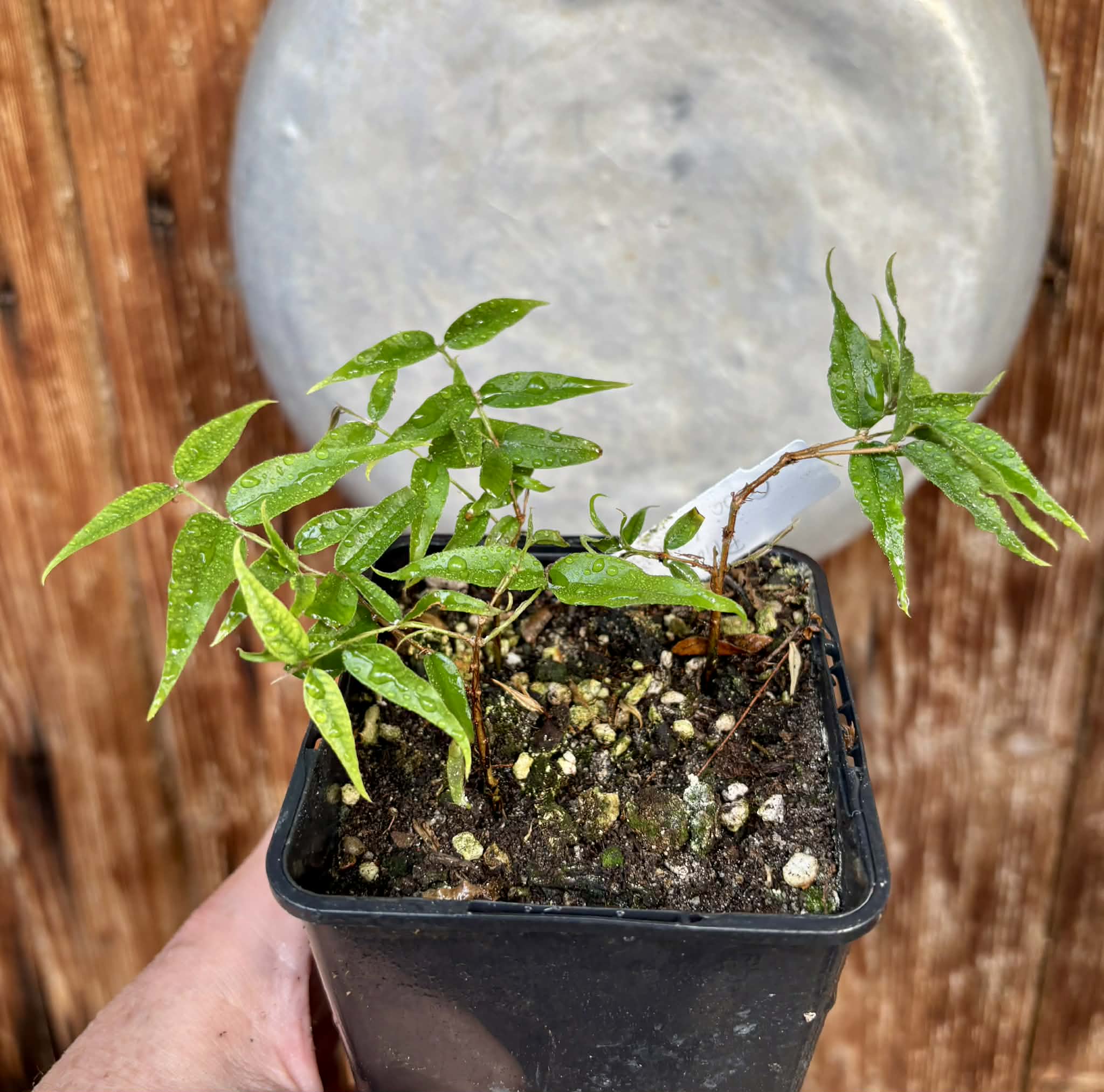 3 in 1 pot - Plinia sp Cabo longo Sao Joao -  3 seedlings in one pot / 3 Sämlinge in einem Topf