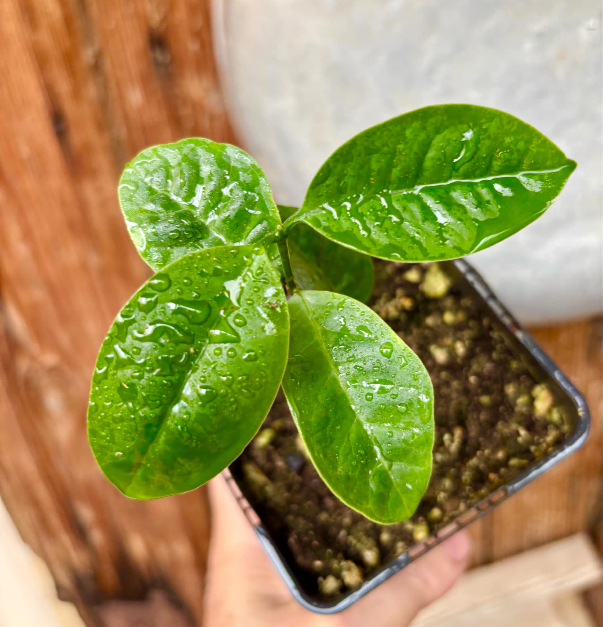 Eugenia bahiensis  - 1 potted plant / 1 getopfte Pflanze