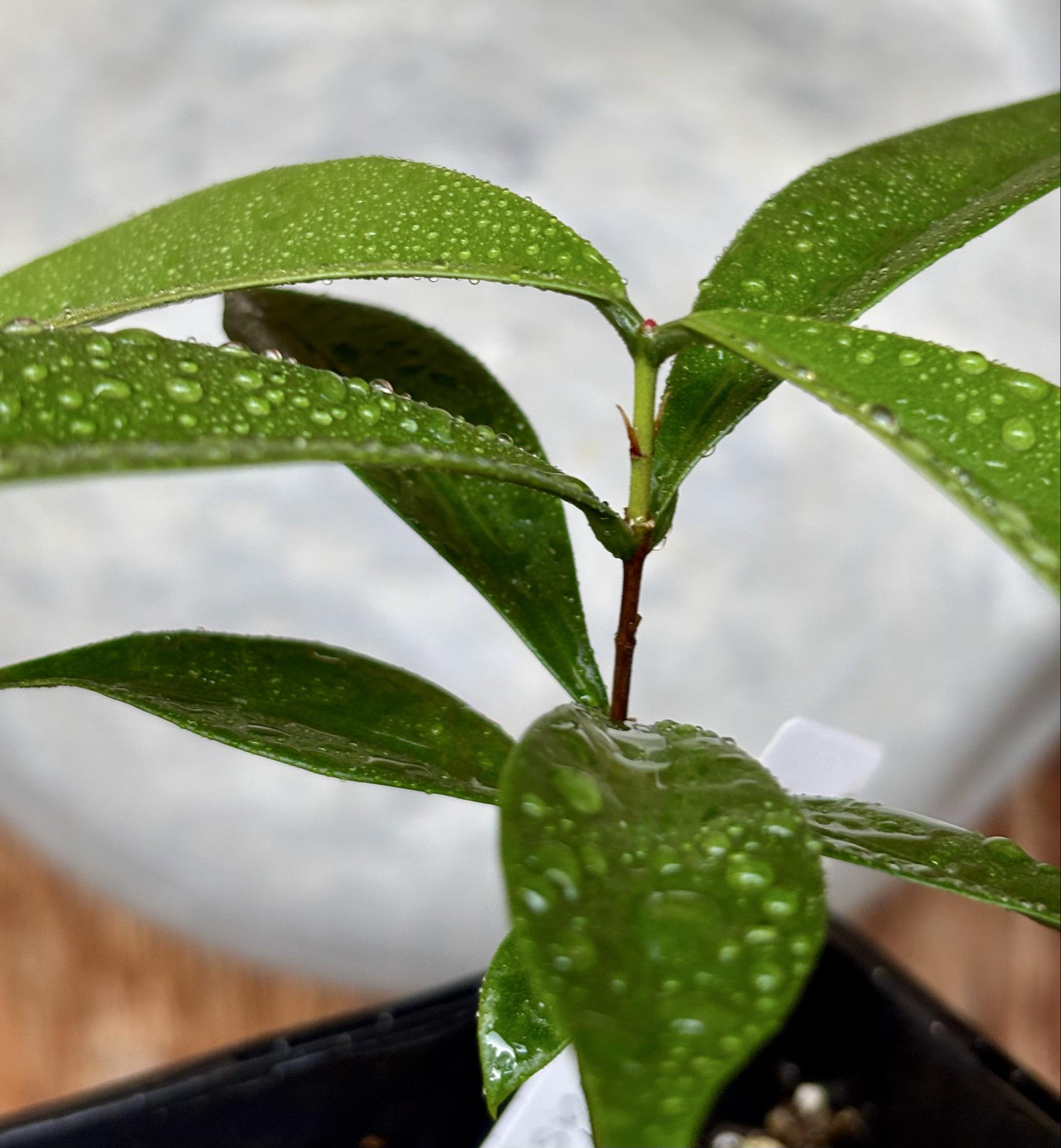Baguaçu (Eugenia astringens) - 1 potted plant / 1 getopfte Pflanze