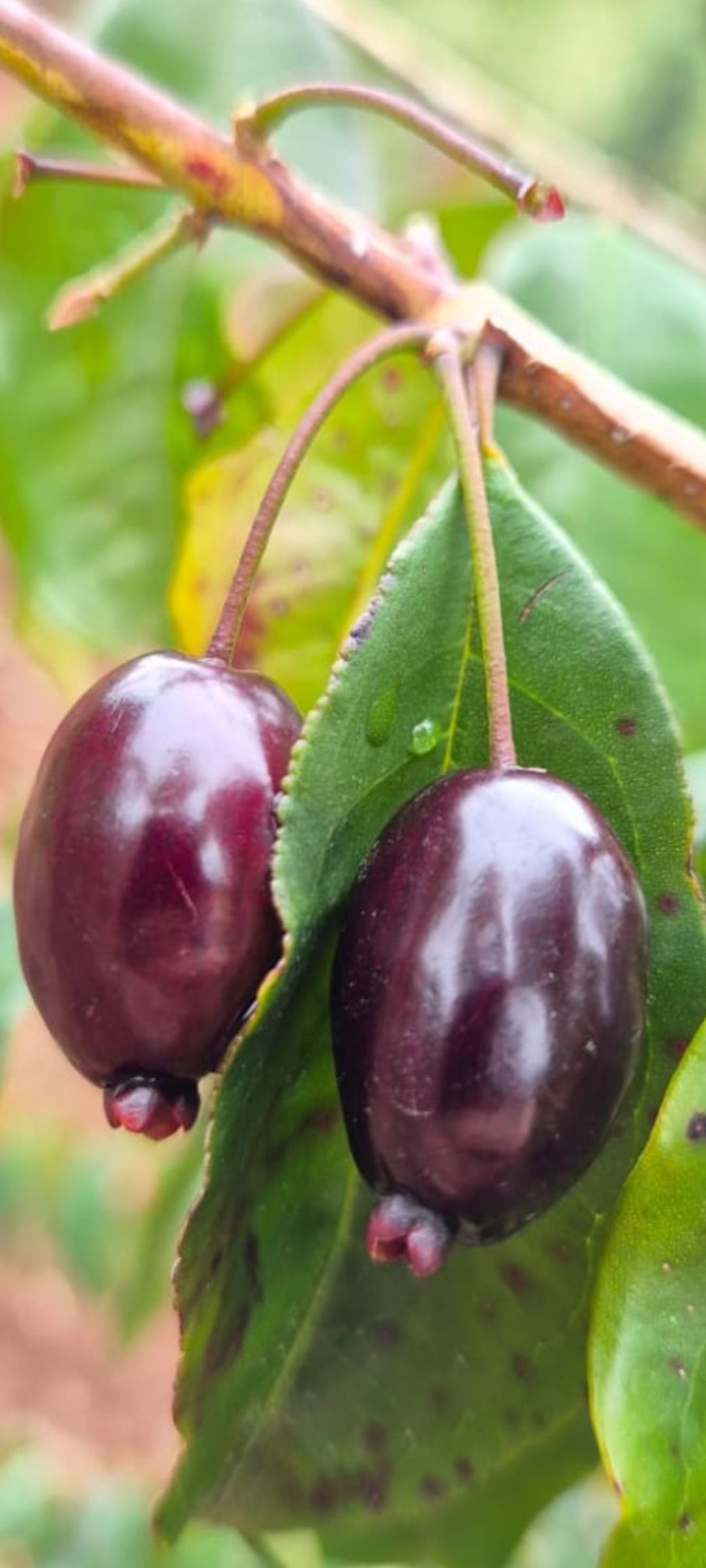 Eugenia arvensis - 1 potted seedling / 1 getopfter Sämling