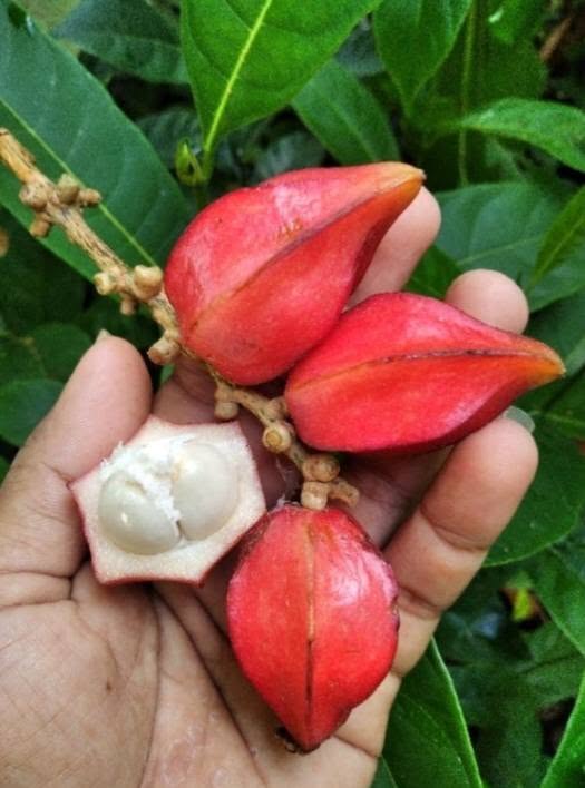 Pre Order - Red Star Fruit (Baccaurea angulata) - 1 fresh seed / 1 frischer Samen