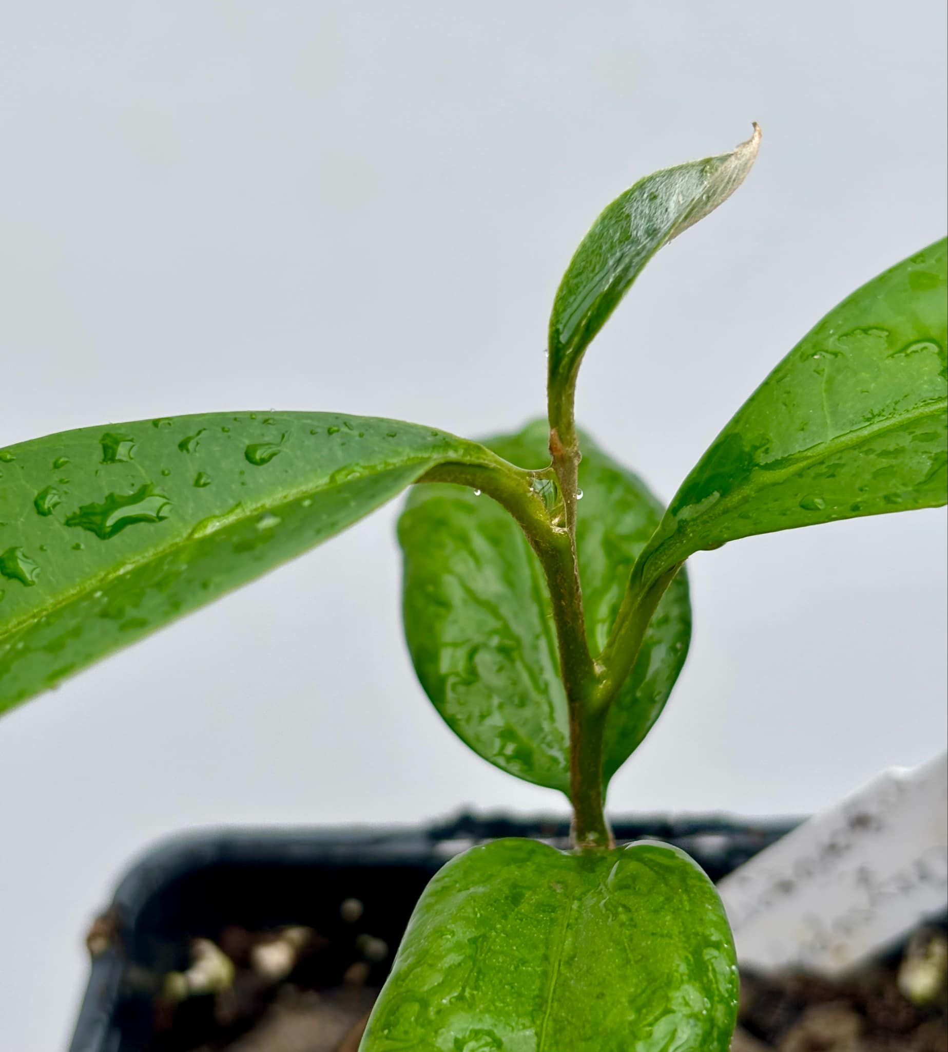Aquai (Chrysophyllum gonocarpum)  -  1  potted seedling / 1 getopfter Sämling
