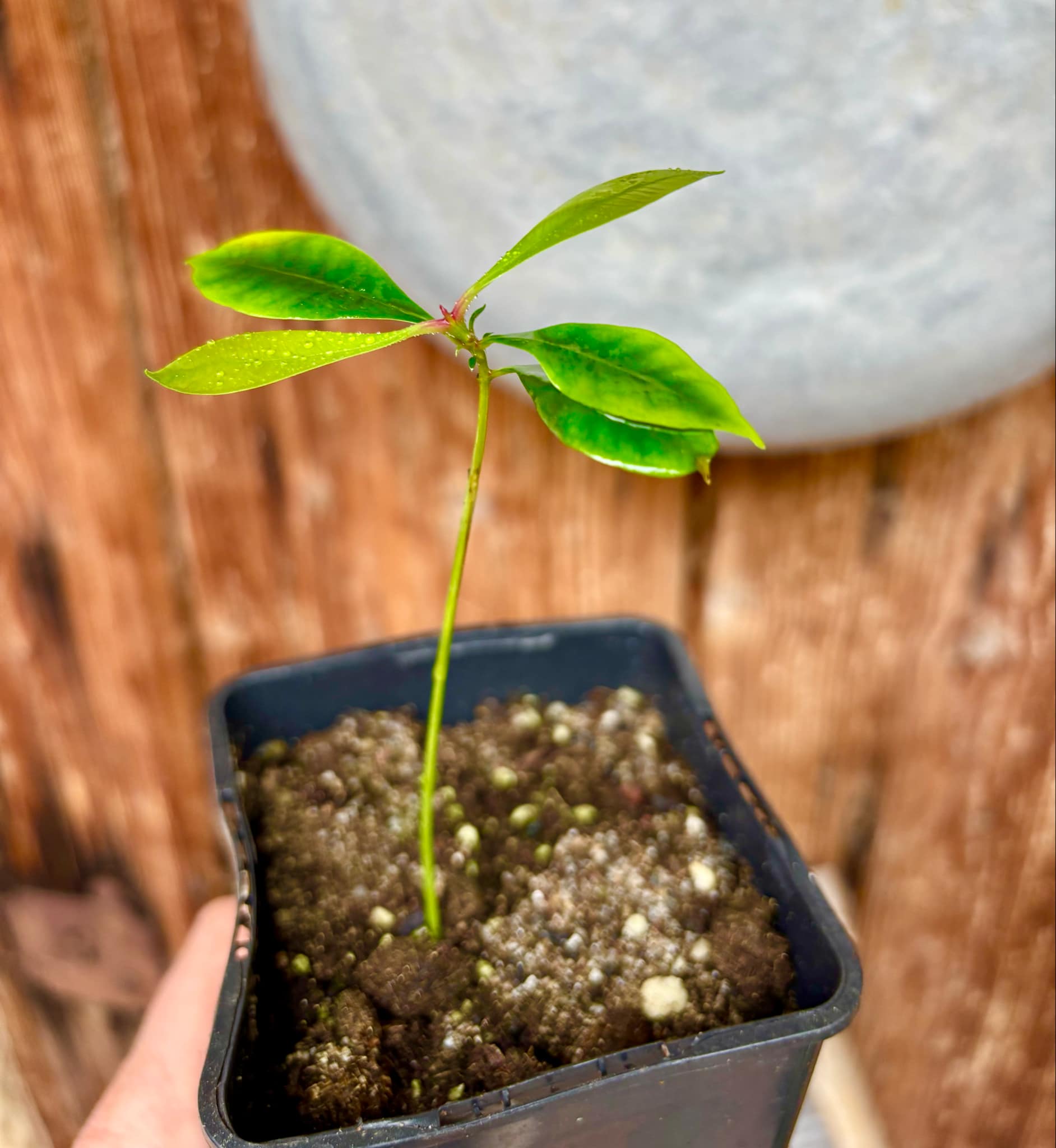 Syzygium aromaticum - Clove - Gewürznelke - 1 small potted seedling / 1 kleiner, getopfter Sämling Syzygium aromaticum - Clove - Gewürznelke - 1 small potted seedling / 1 kleiner, getopfter Sämling