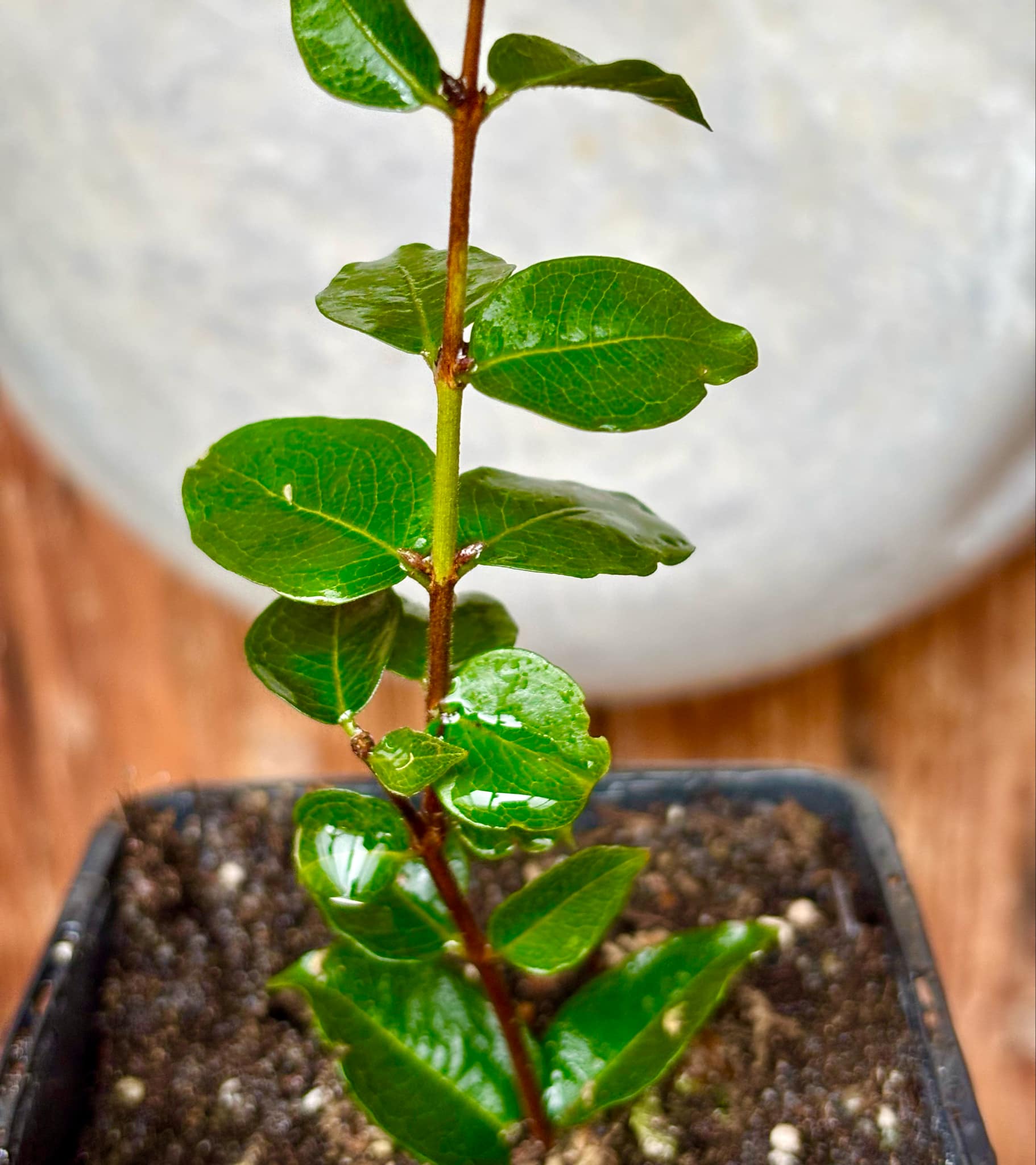 Eugenia uniflora var. Tutti Colore 1 rooted  cutting, potted / 1 bewurzelter Steckling, getopft 