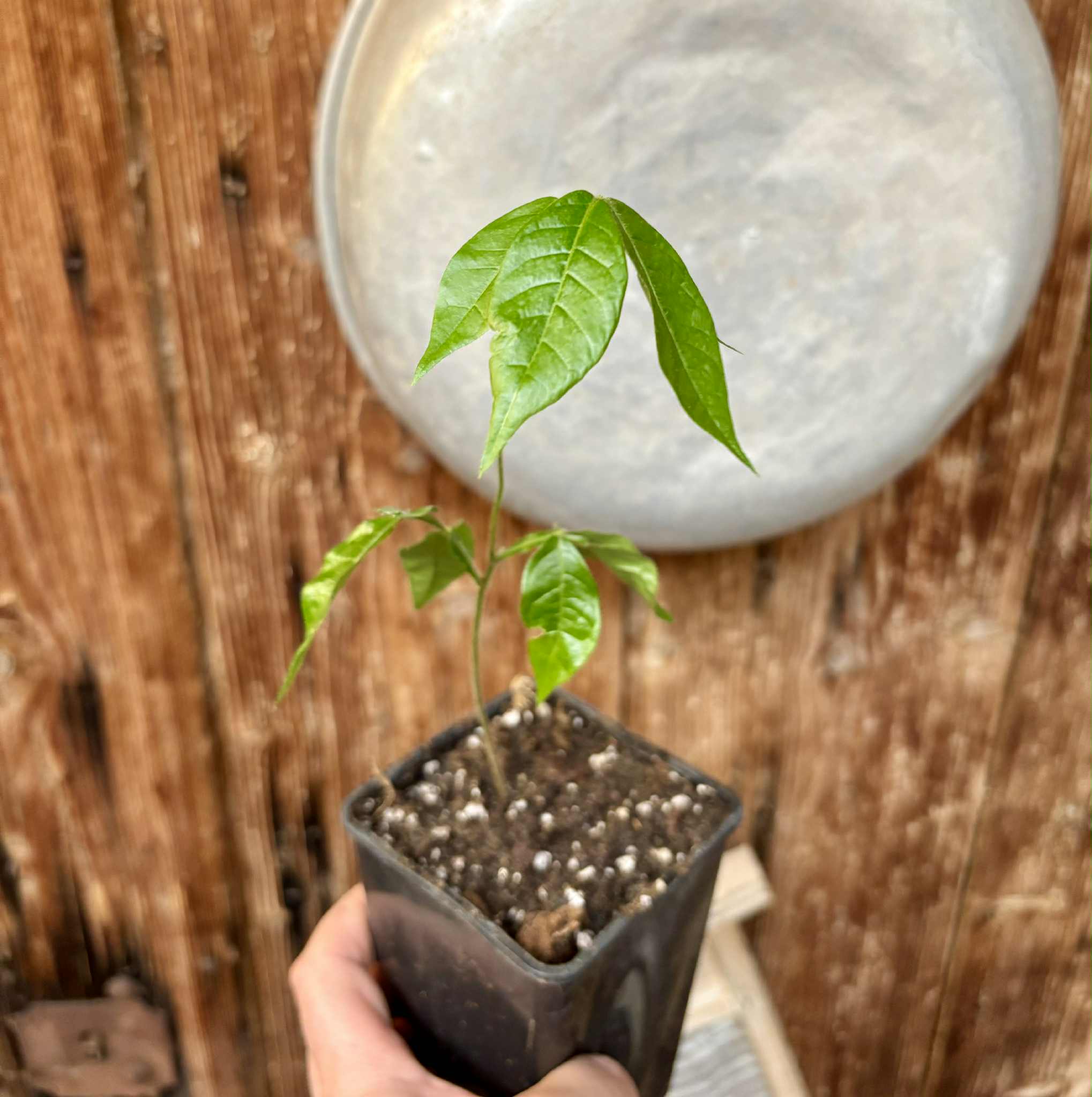 Inga feuilleei - Pacay Ice Cream Bean - 1 potted seedling / 1 getopfter Sämling