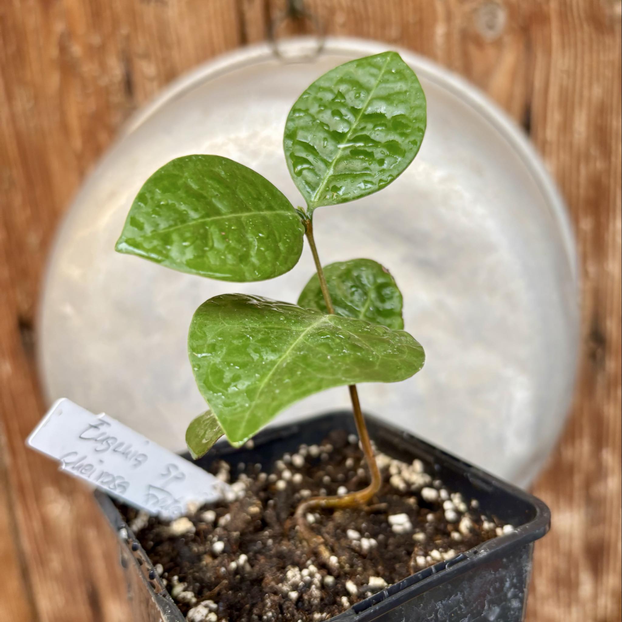 Eugenia sp Cheirosa Fruto Passado - 1 potted seedling / 1 getopfter Sämling