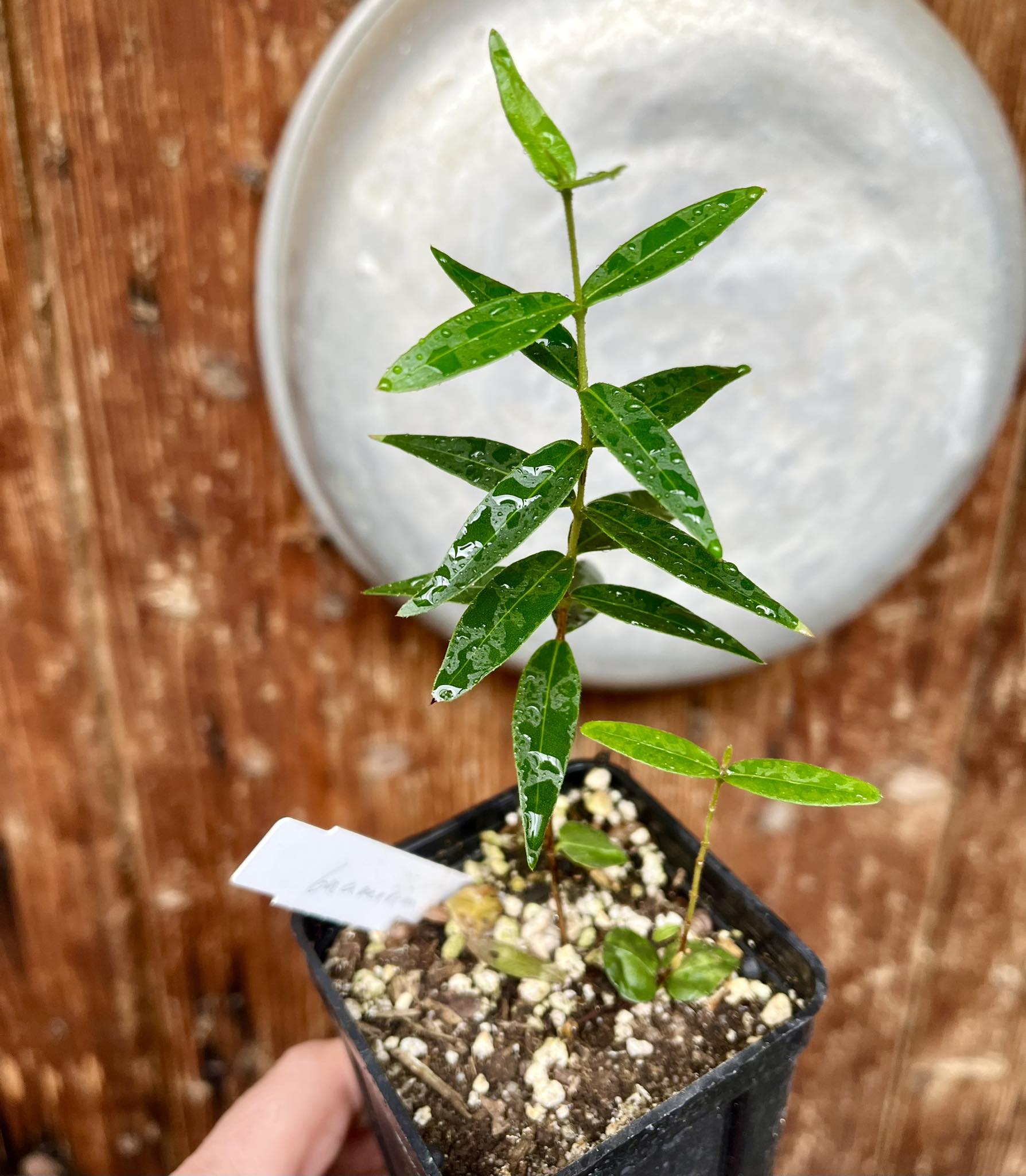 Guamirim vermelho (Calyptranthes sp) - potted plant / getopfte Pflanze