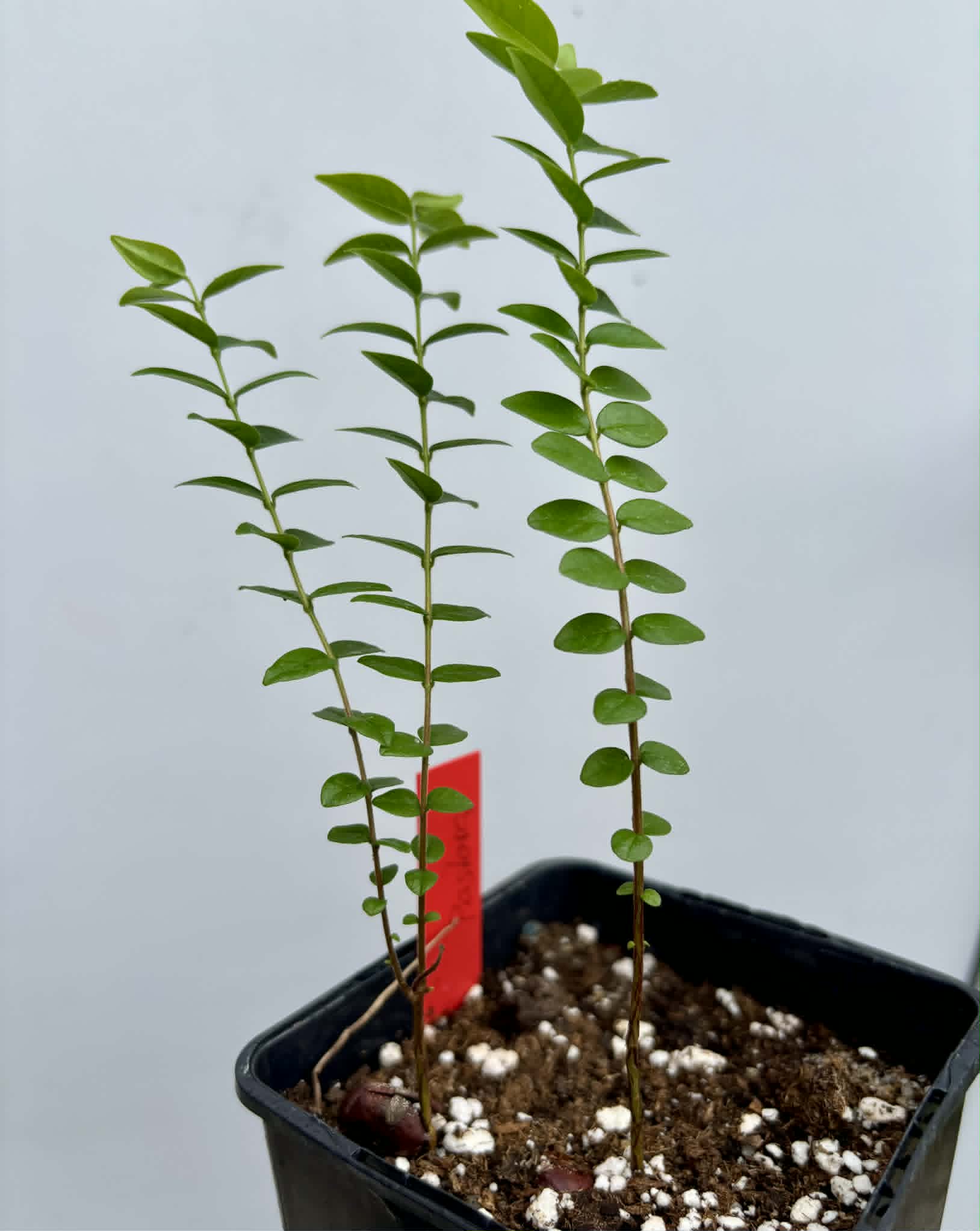 2 in 1 pot - Myrciaria sp Pastora - 2 seedlings in one pot / 2 Sämlinge in einem Topf