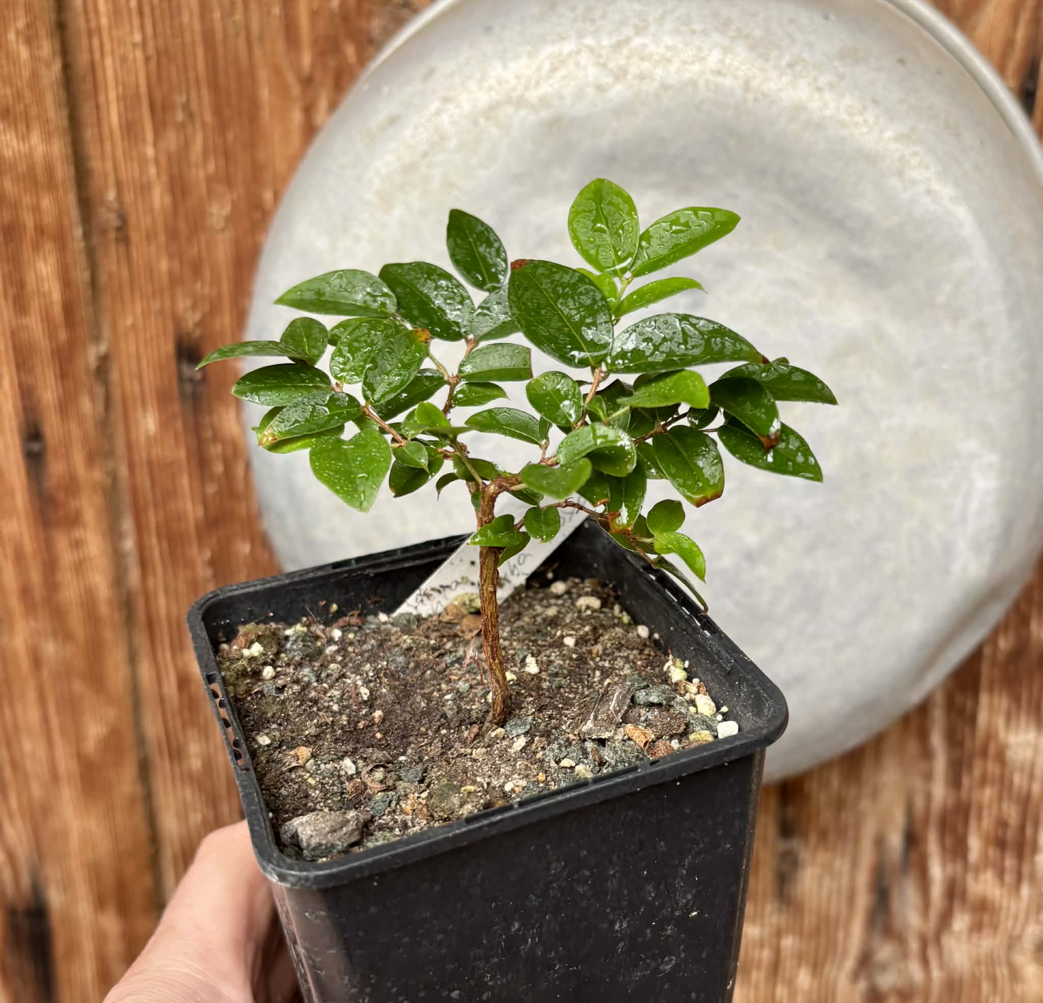 Jaboticaba - Plinia sp Canelinha Polpa rosea - 1 potted seedling / 1 getopfter Sämling