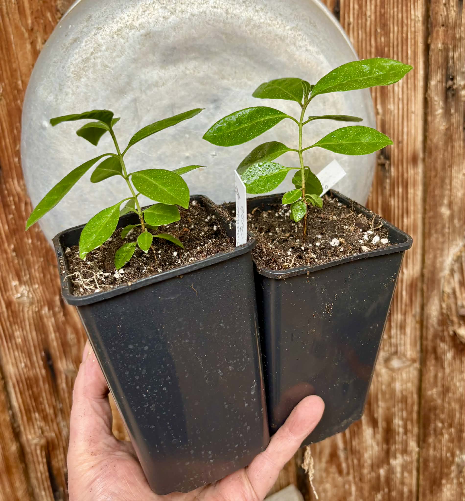 Psidium sp Cassio - 1 potted seedling / 1 getopfter Sämling