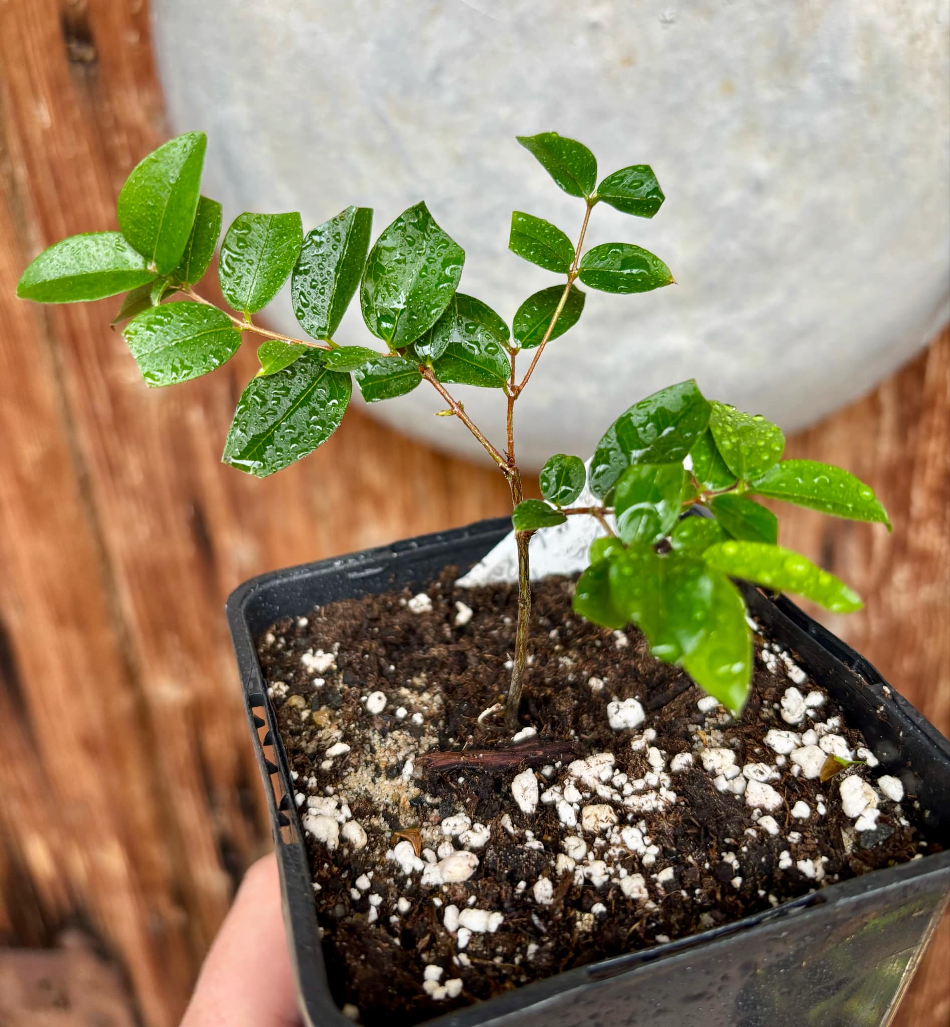 Jaboticaba - Plinia sp Canelinha Polpa rosea - 1 small potted seedling / 1 kleiner, getopfter Sämling