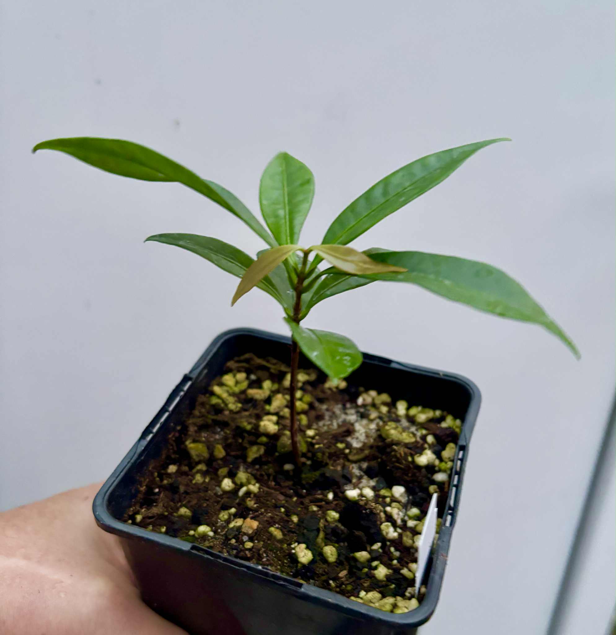 Eugenia astringens - 1 potted plant / 1 getopfte Pflanze