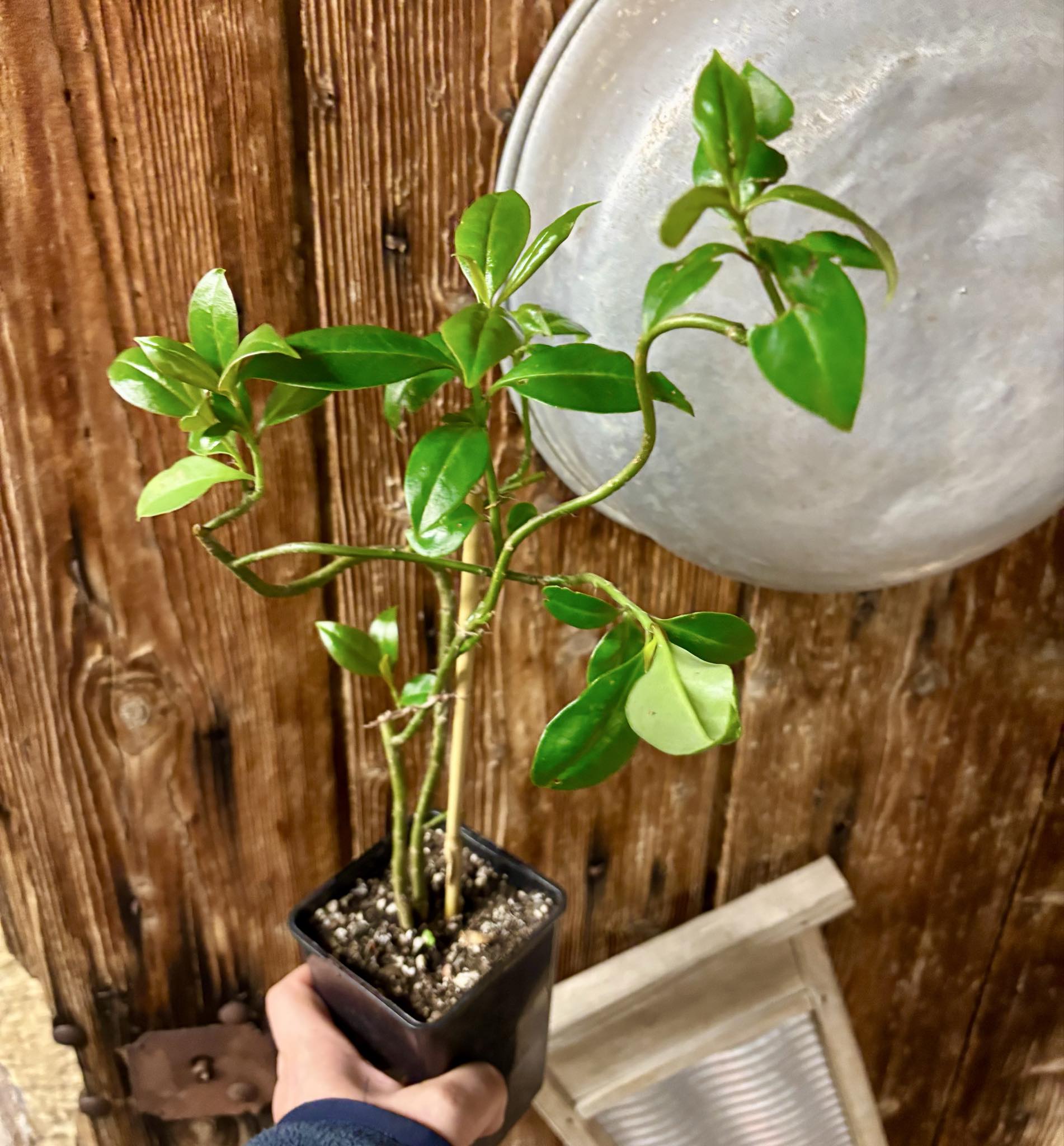 Barbados Gooseberry - Pereskia aculeata - 1 potted plant / 1 getopfte Pflanze