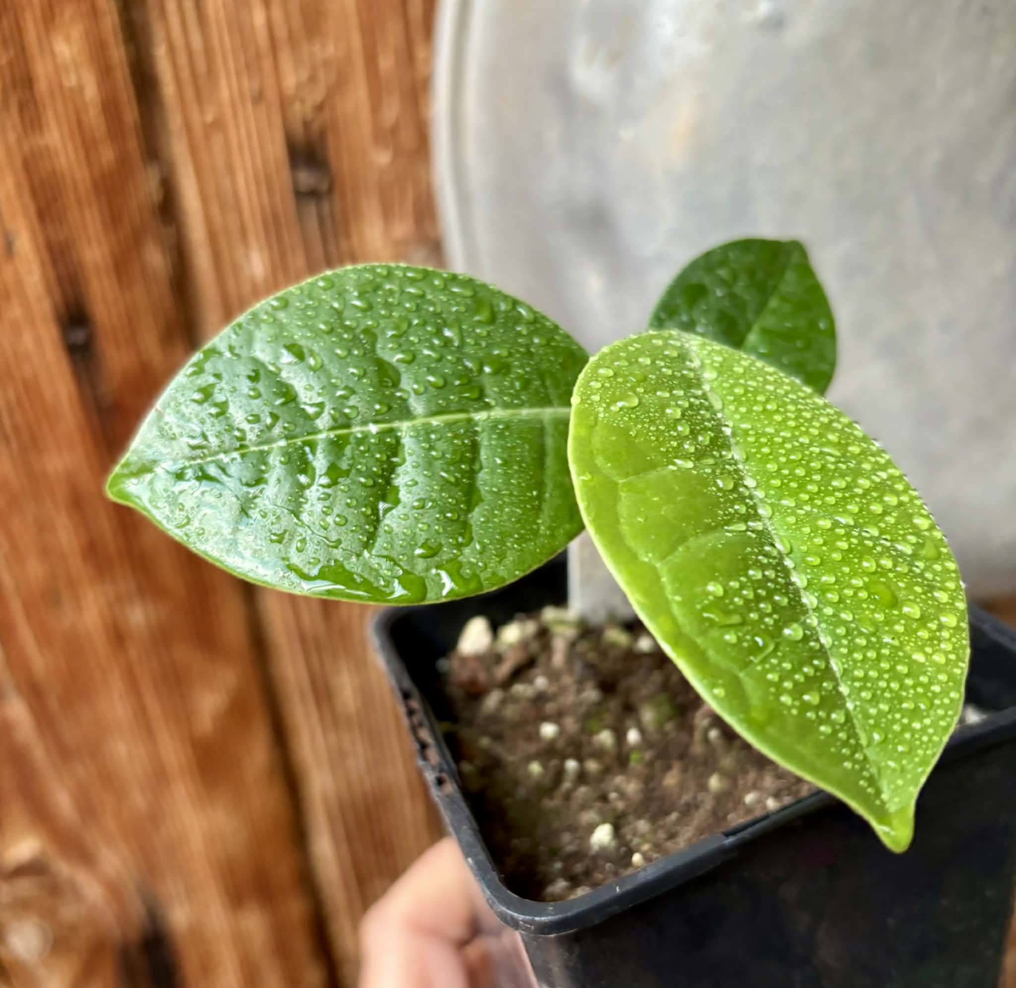 Eugenia sp Cheirosa Fruto Passado - 1 potted seedling / 1 getopfter Sämling
