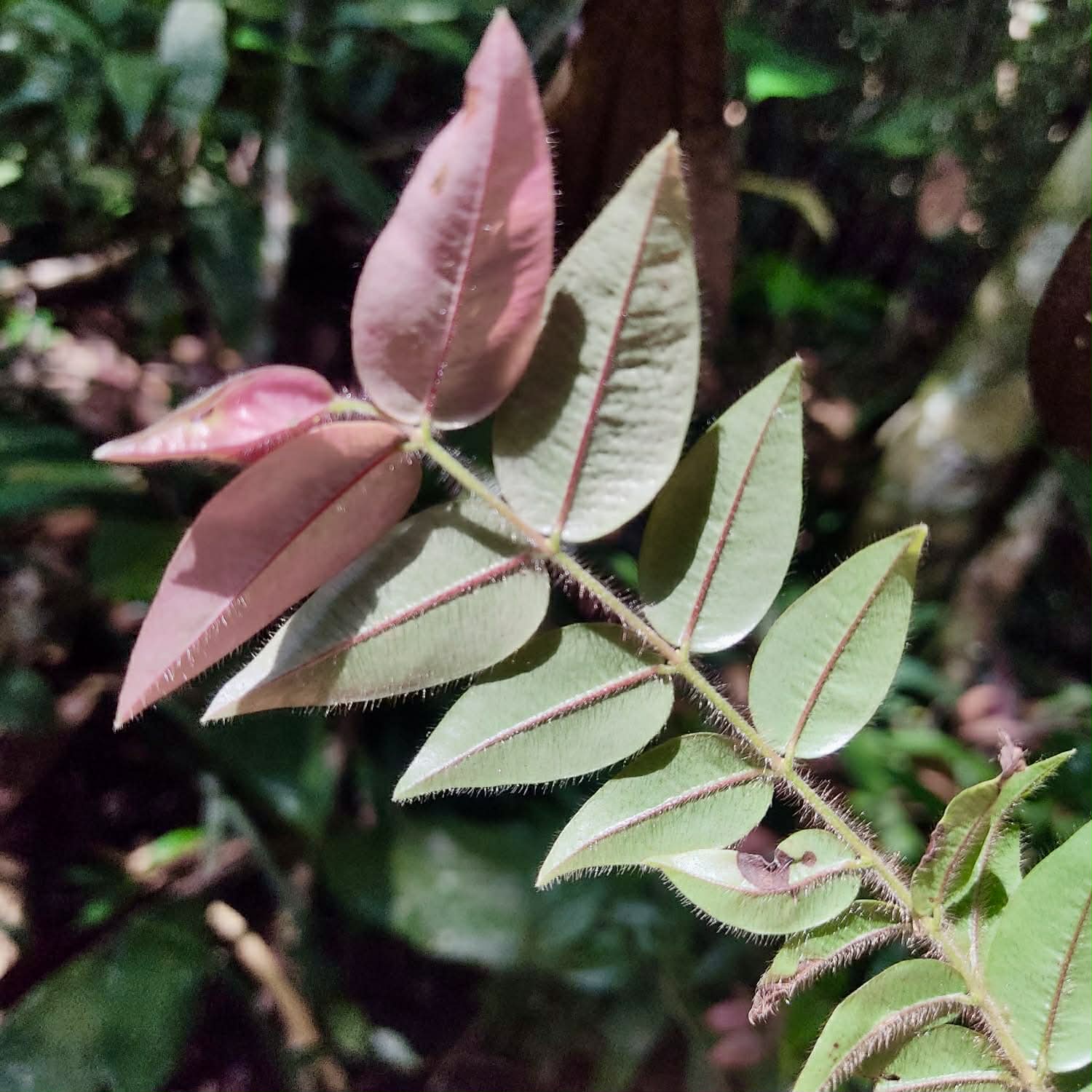 only 2 seeds available - Pre Order - Myrciaria sp Serra de Jiboia -  1 fresh seed / 1 frischer Samen